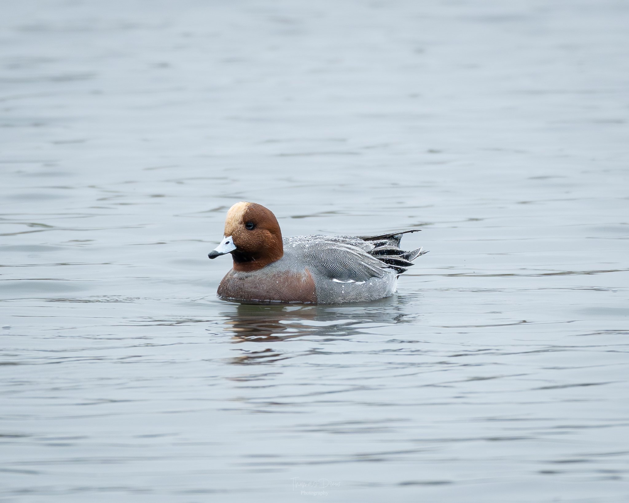 Image of a male Wigeon duck swimming in calm water.