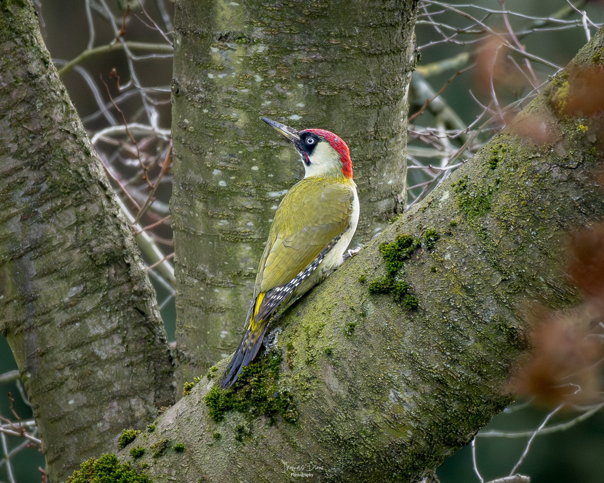A Green Woodpecker perched on the trunk of a tree with moss, with rough, textured bark and small branches with no leaves in the background.