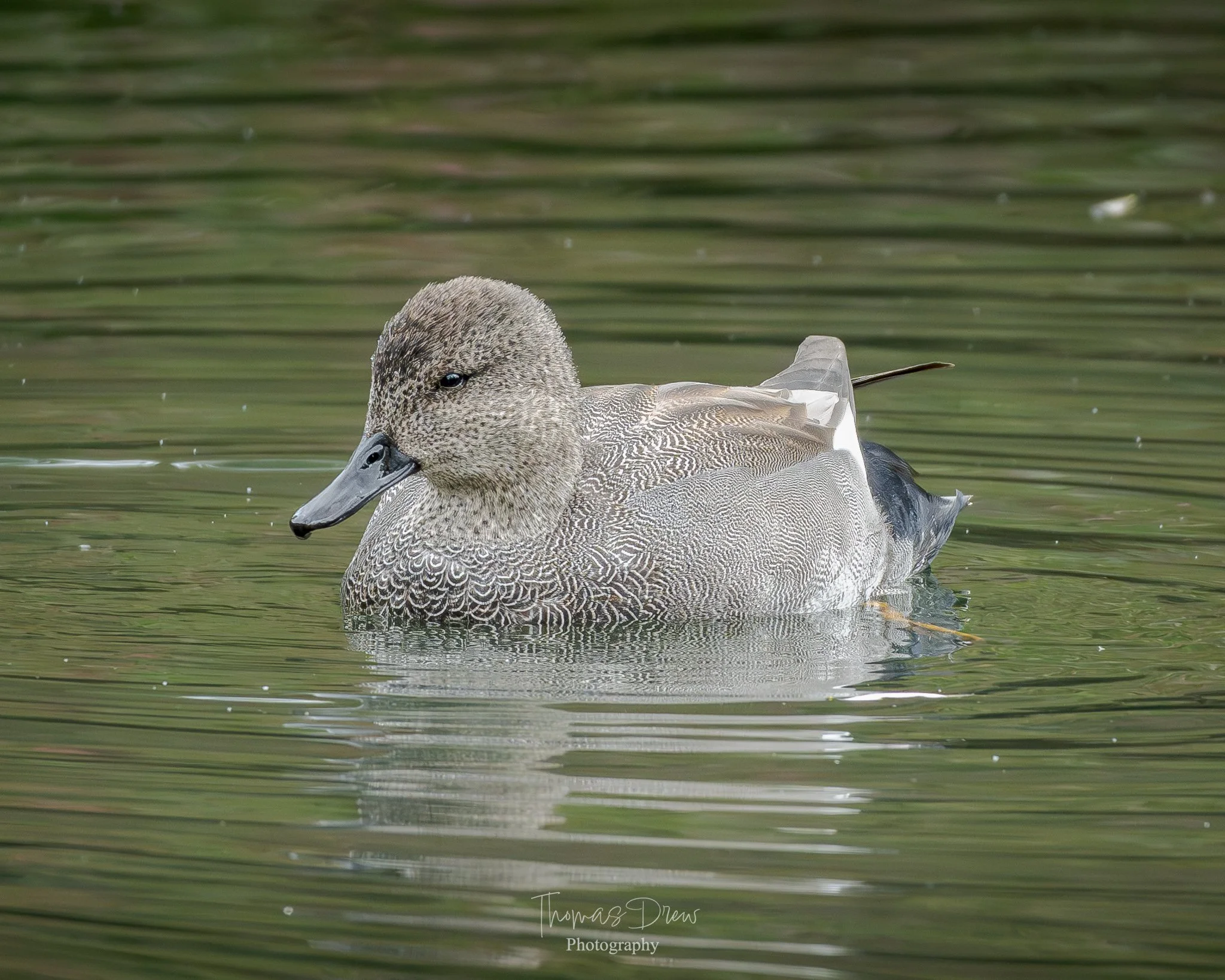 A Male Gadwall Duck swimming in a calm body of water with a greenish reflection.