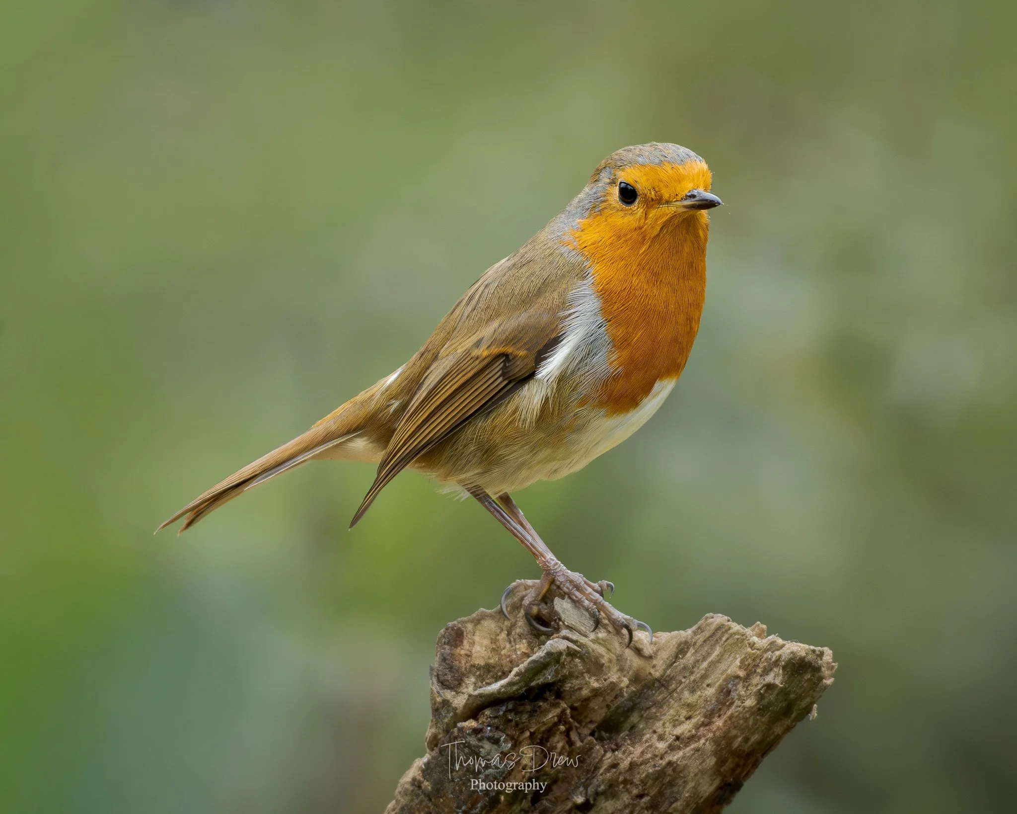 A Robin with orange face and chest, brown wings and tail, perched on a piece of wood against a blurred green background.