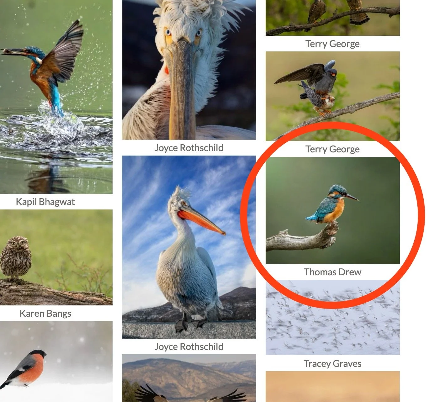 Photograph of a kingfisher bird sitting on a branch in green background, with an orange breast and blue head, circled in red.