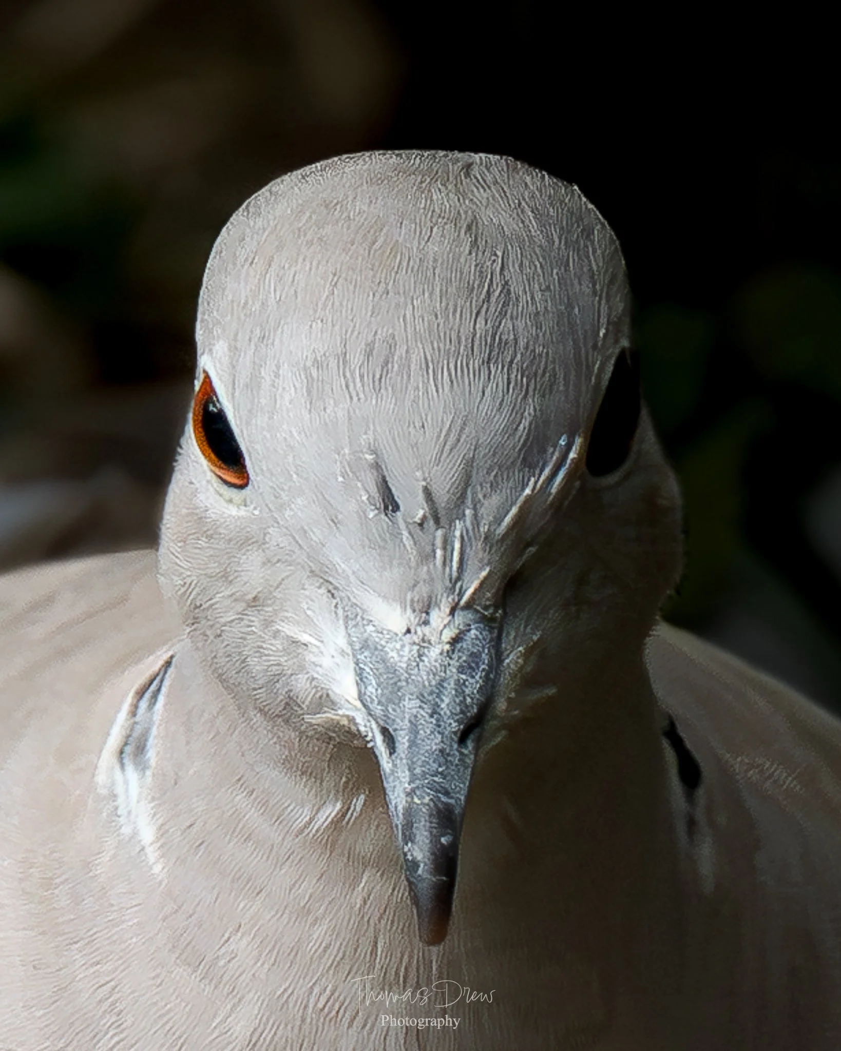Close-up of a Collared Dove bird with a sharp beak and black and orange eyes, looking directly at the camera.