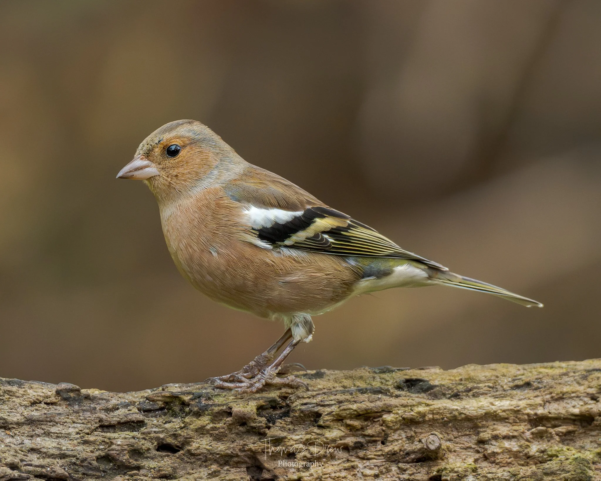 Image of a Chaffinch, a small bird with brown, black, white, and yellow feathers perched on a log