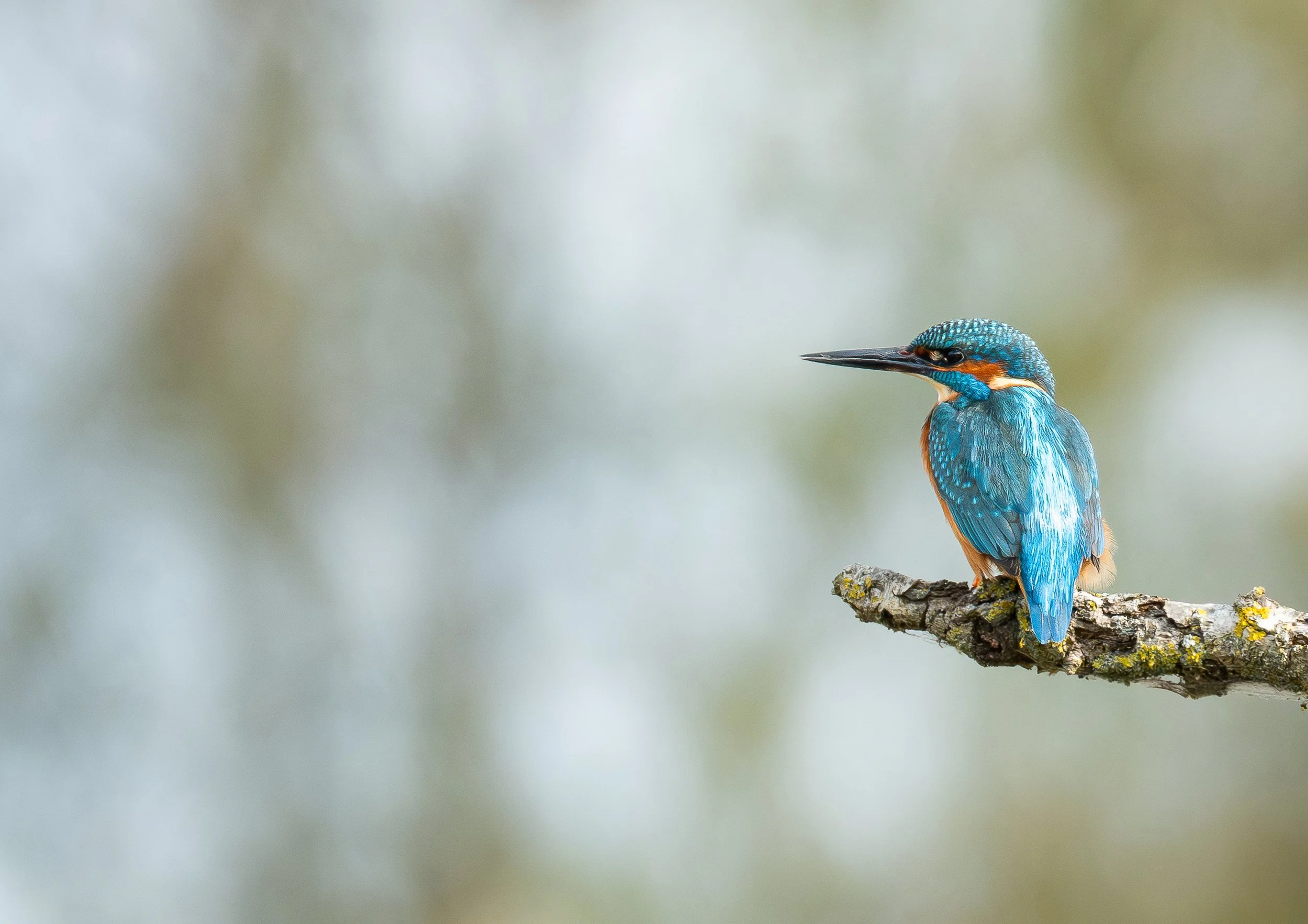 Kingfisher Wildlife Photography Print