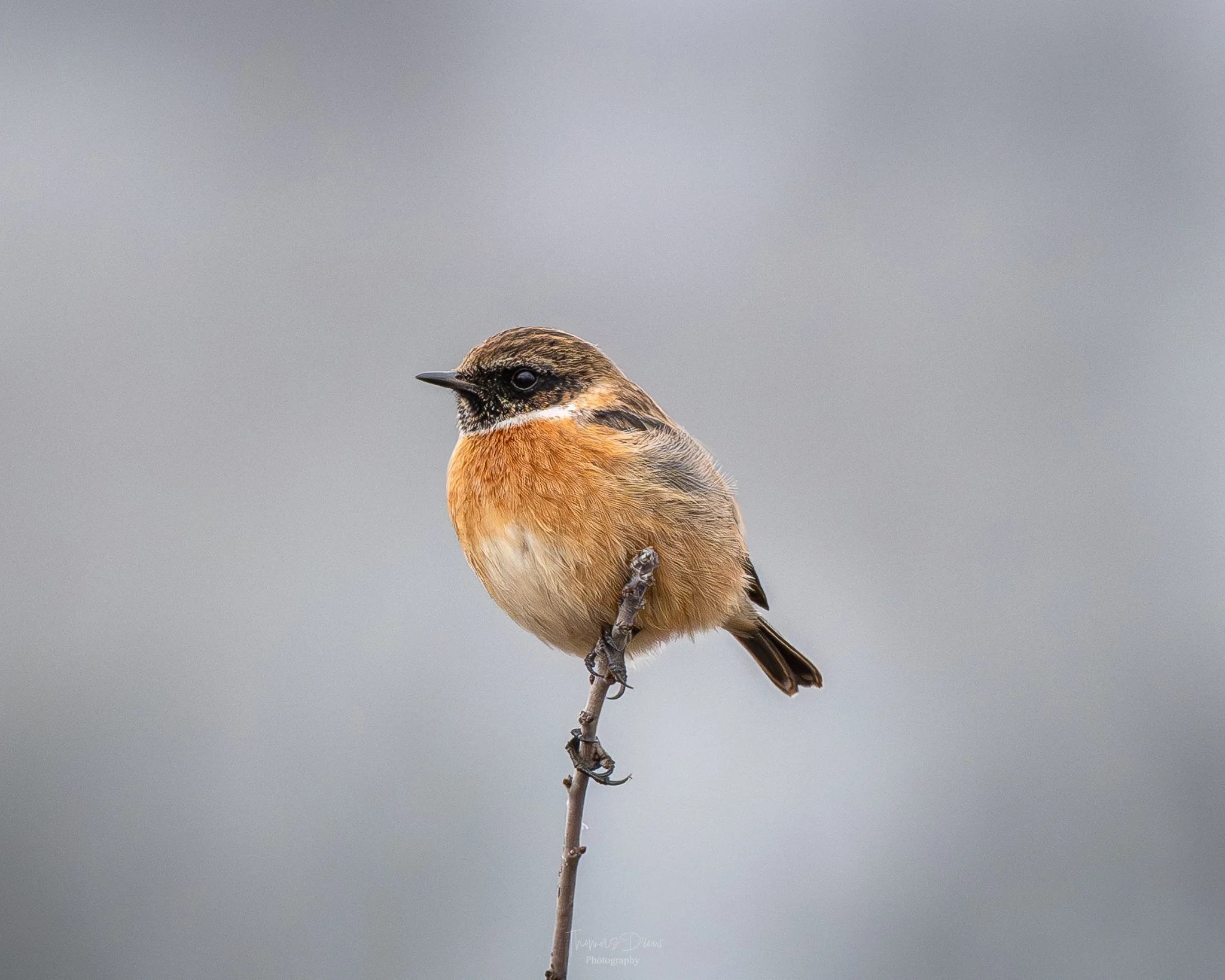 Image of a Stonechat, a small bird with brown and black feathers perched on a thin branch against a blurred grey background.