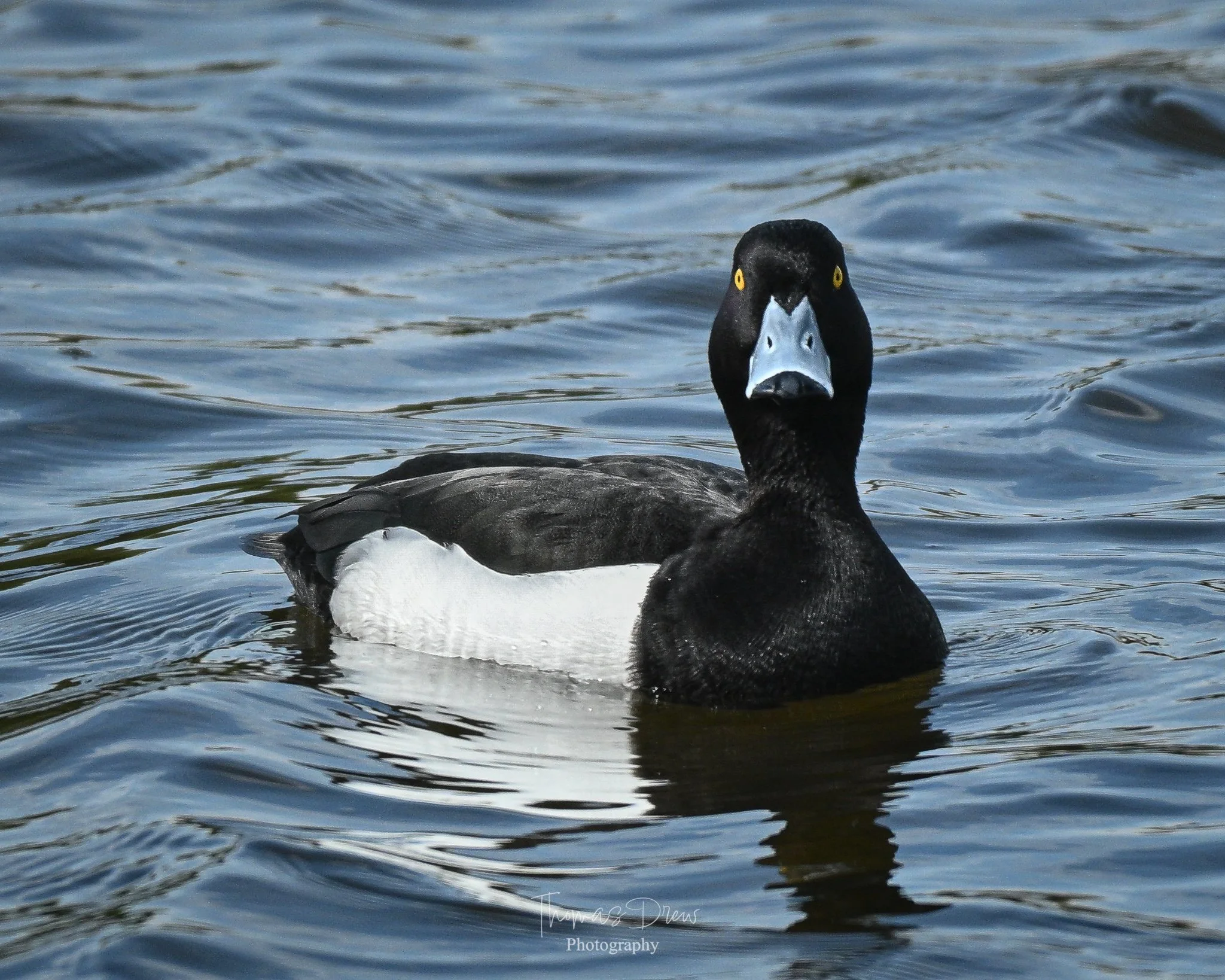 Image of a tufted duck, a black and white duck with a distinctive blue bill swimming on water, facing forward.