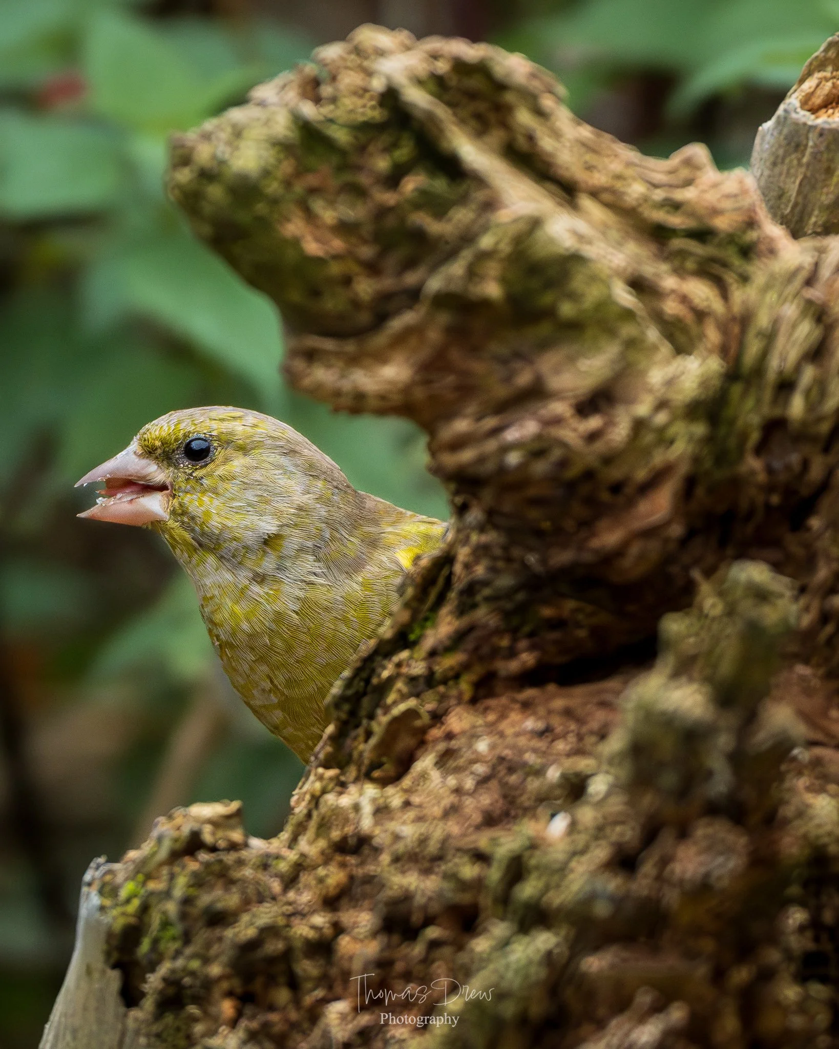 A Greenfinch, a small bird with yellow and green feathers peeking out from behind a tree stump, with its beak open and surrounded by green leaves.