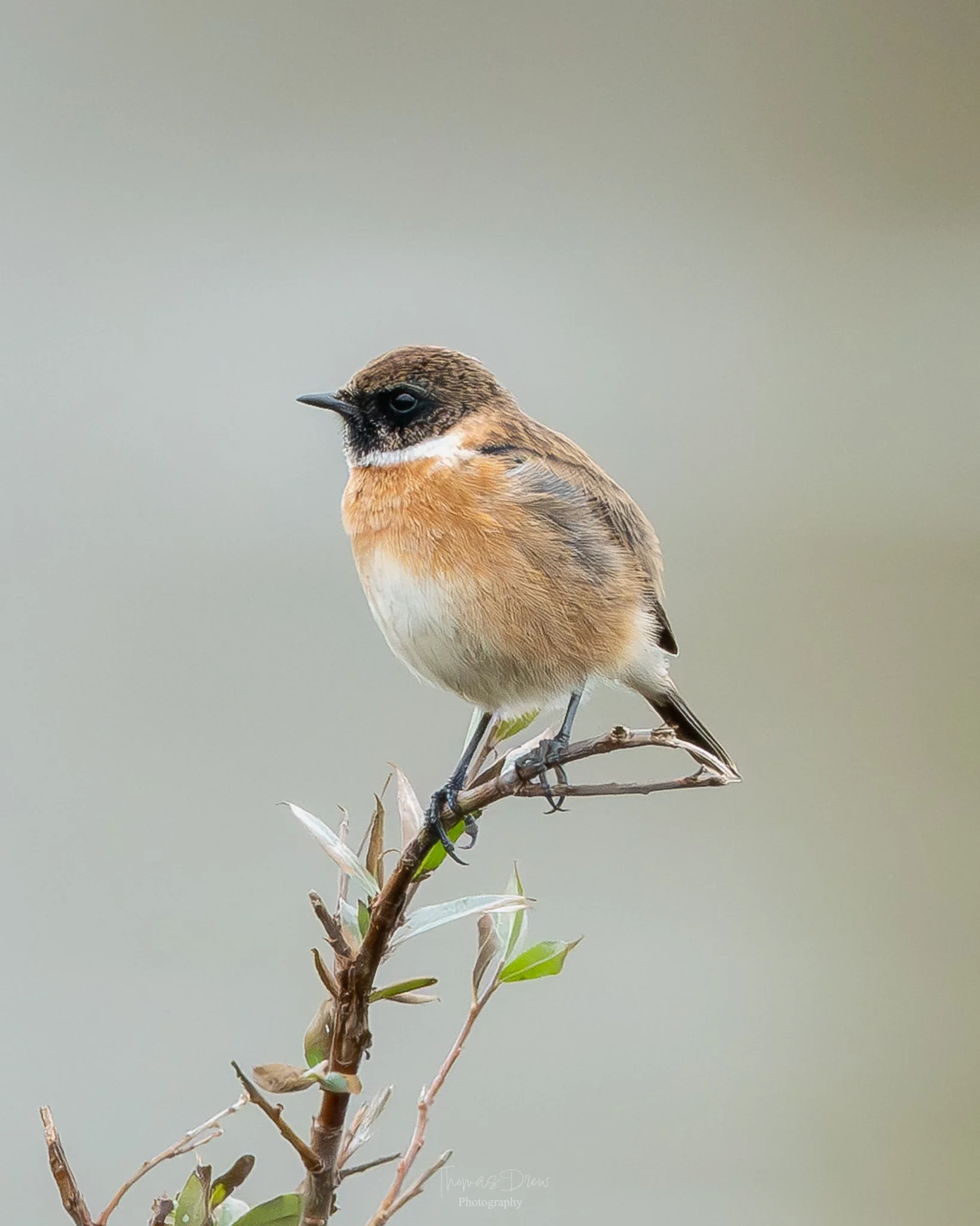 A Stonechat, a small bird with brown and orange plumage perched on a thin branch with green leaves, against a blurred neutral background.