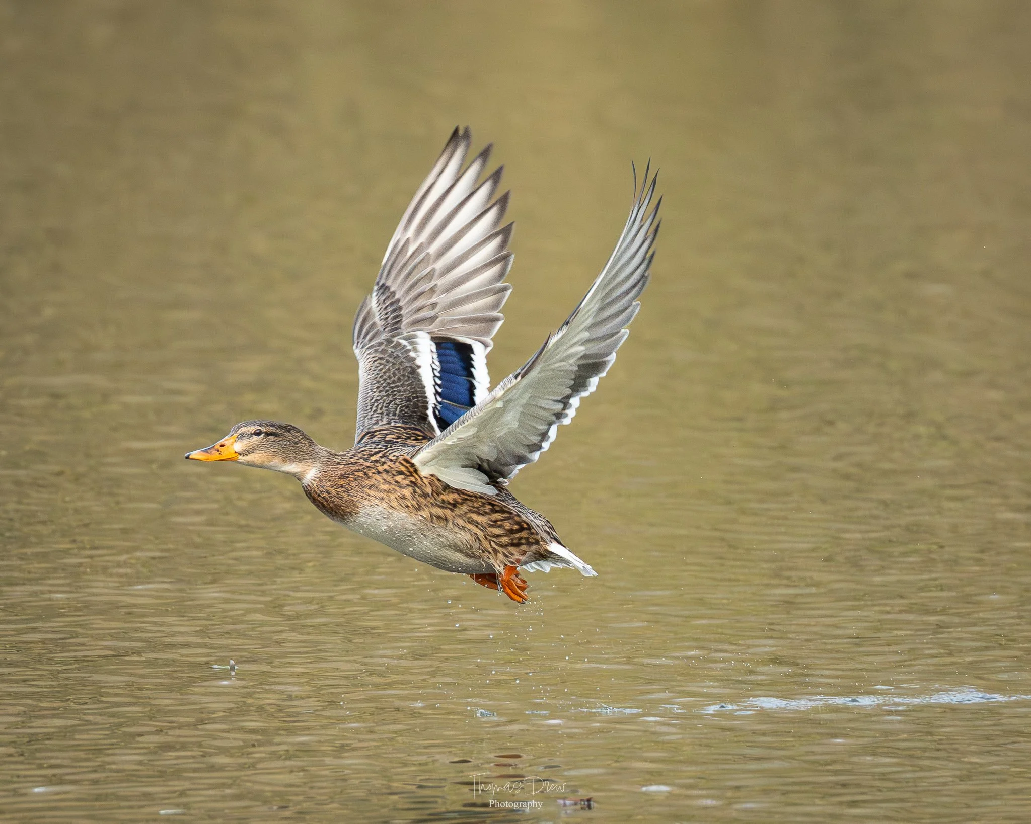 A Mallard duck flying low over a body of water.