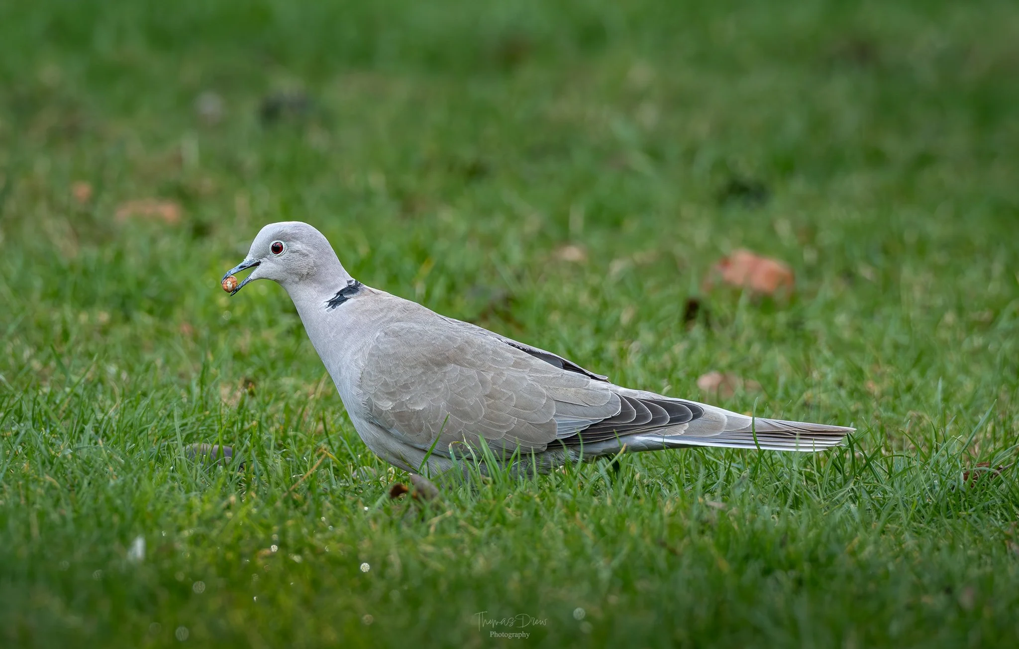 A Collared Dove standing on green grass with a small nut or seed in its beak.