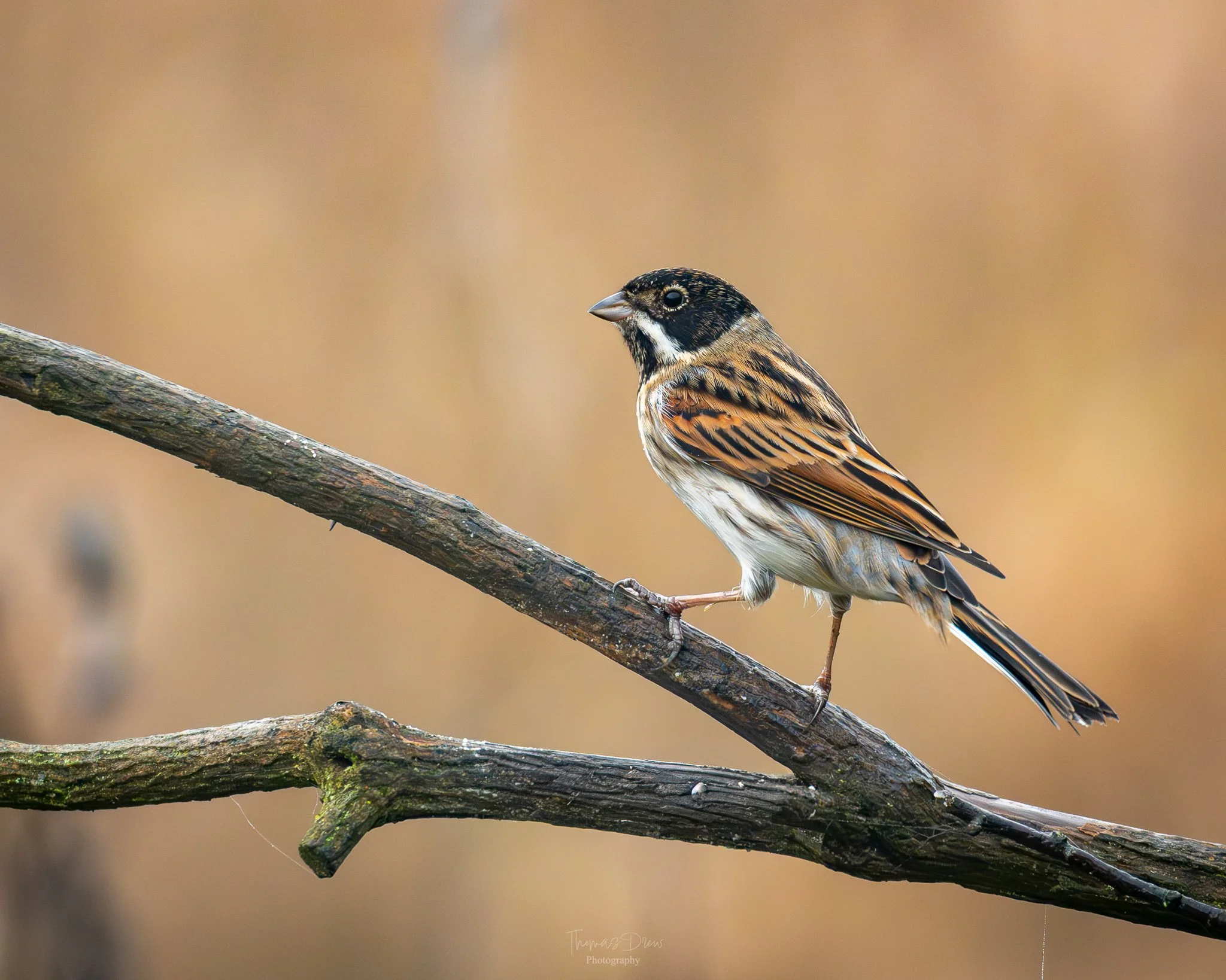 Image of a Reed Bunting, a small bird with brown, black, and white feathers perched on a thin, dark branch against a blurred brown background.