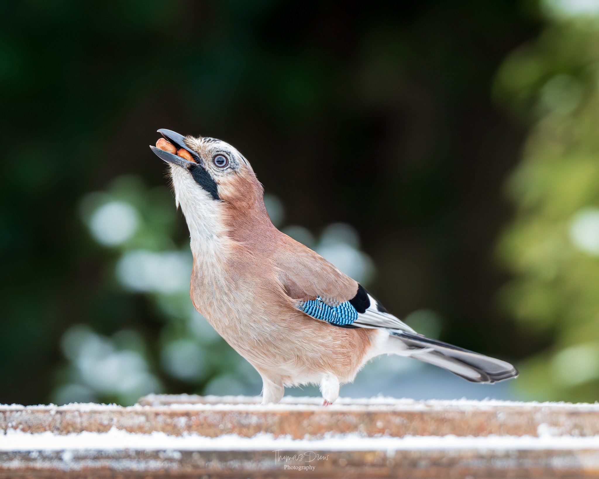 A Eurasian Jay bird perched on a surface, holding a peanut in its beak, with a blurred green and white background.