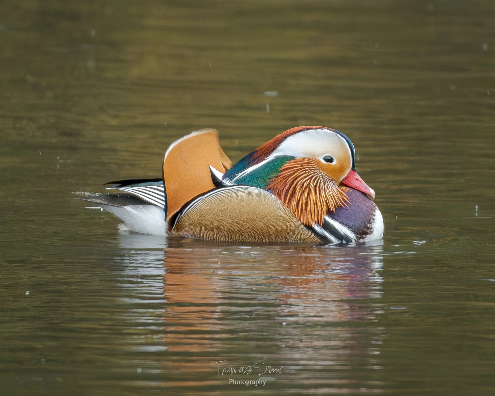 Image of a colourful male mandarin duck swimming on water with earthy background.