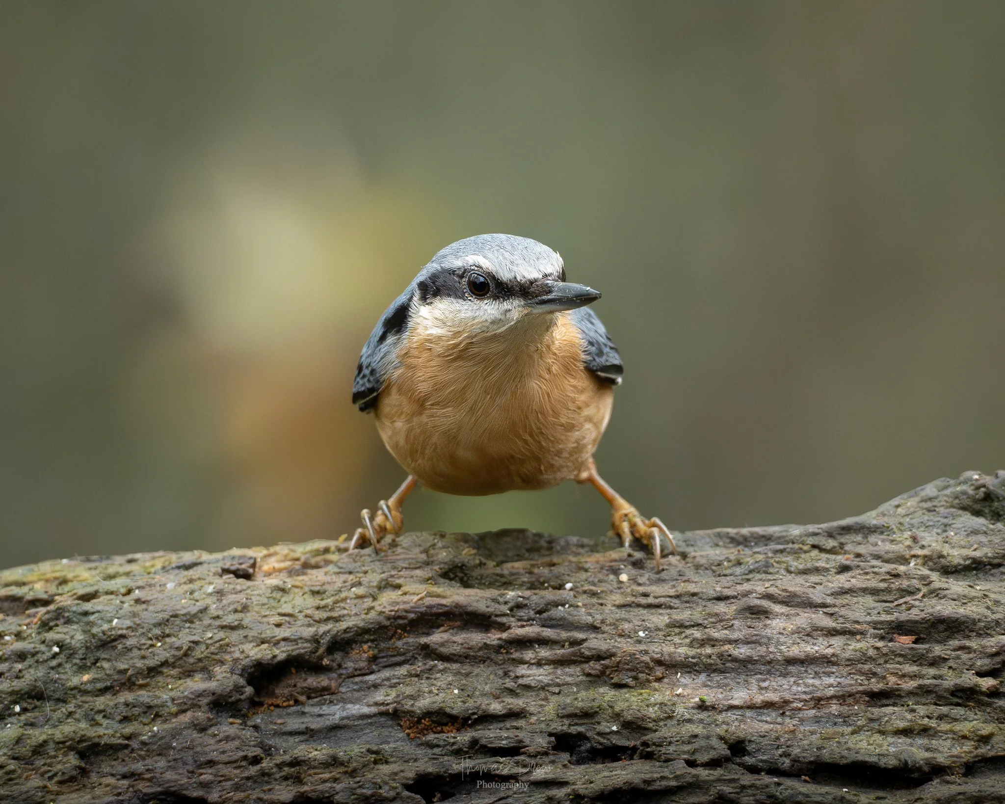 A small Nuthatch bird perched on a rough log with a blurred natural background.
