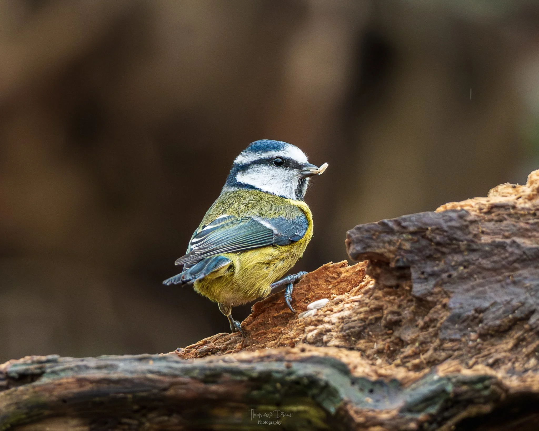 A blue tit, a small blue, white, and yellow bird perched on a log, holding a small seed in its beak.