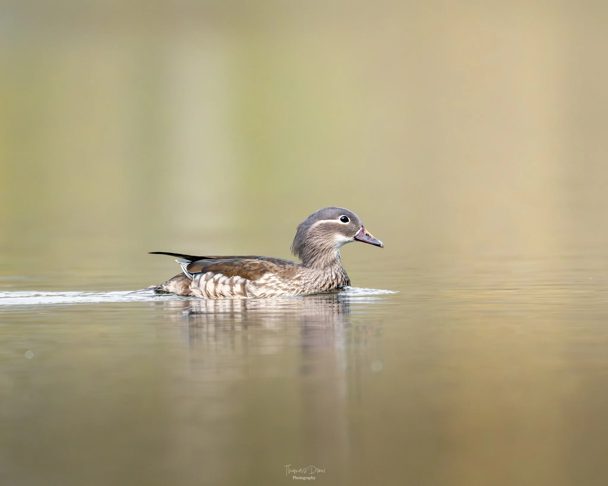 Image of a Female Mandarin Duck swimming in calm water with a blurred neutral background.