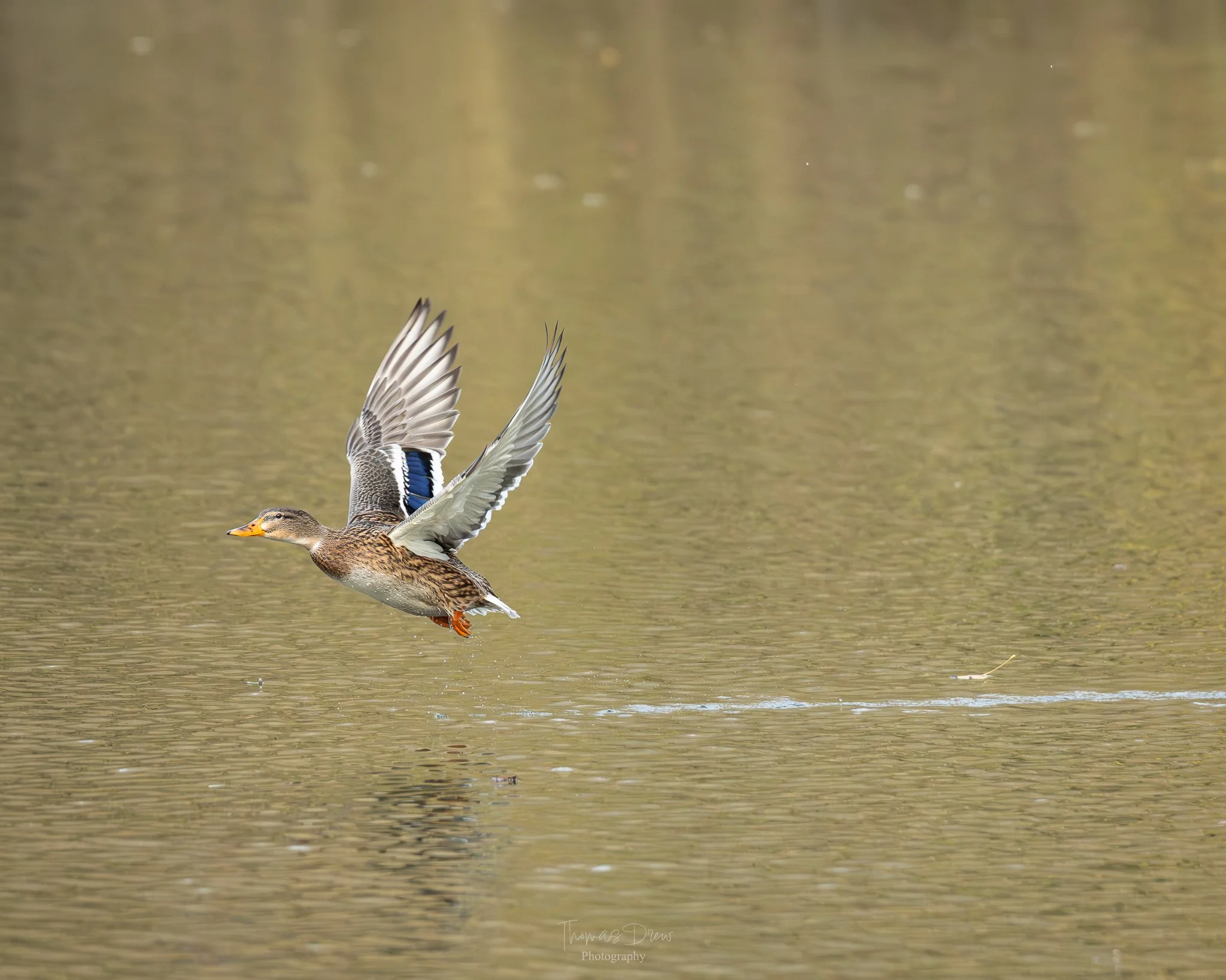 A Mallard duck taking off from a body of water, wings spread wide, reflecting on the water's surface.