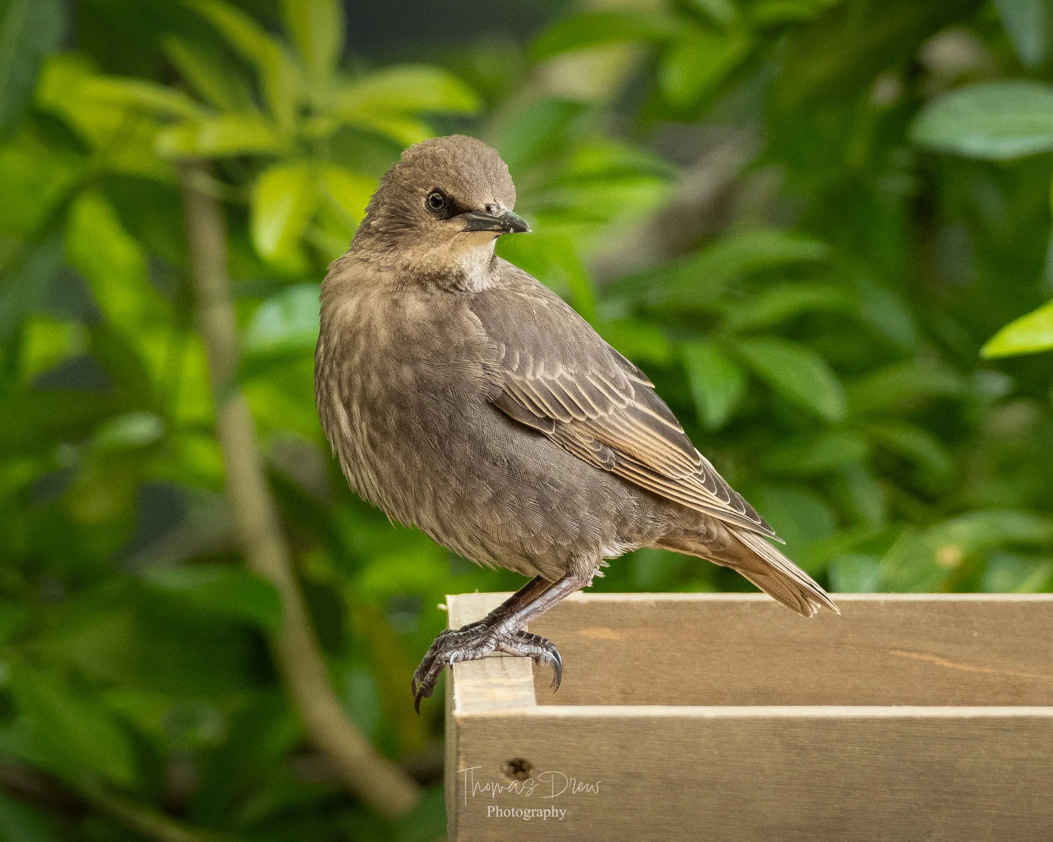 Image of a Starling, a brown bird perched on the edge of a light-coloured wooden surface with lush green leaves in the background.