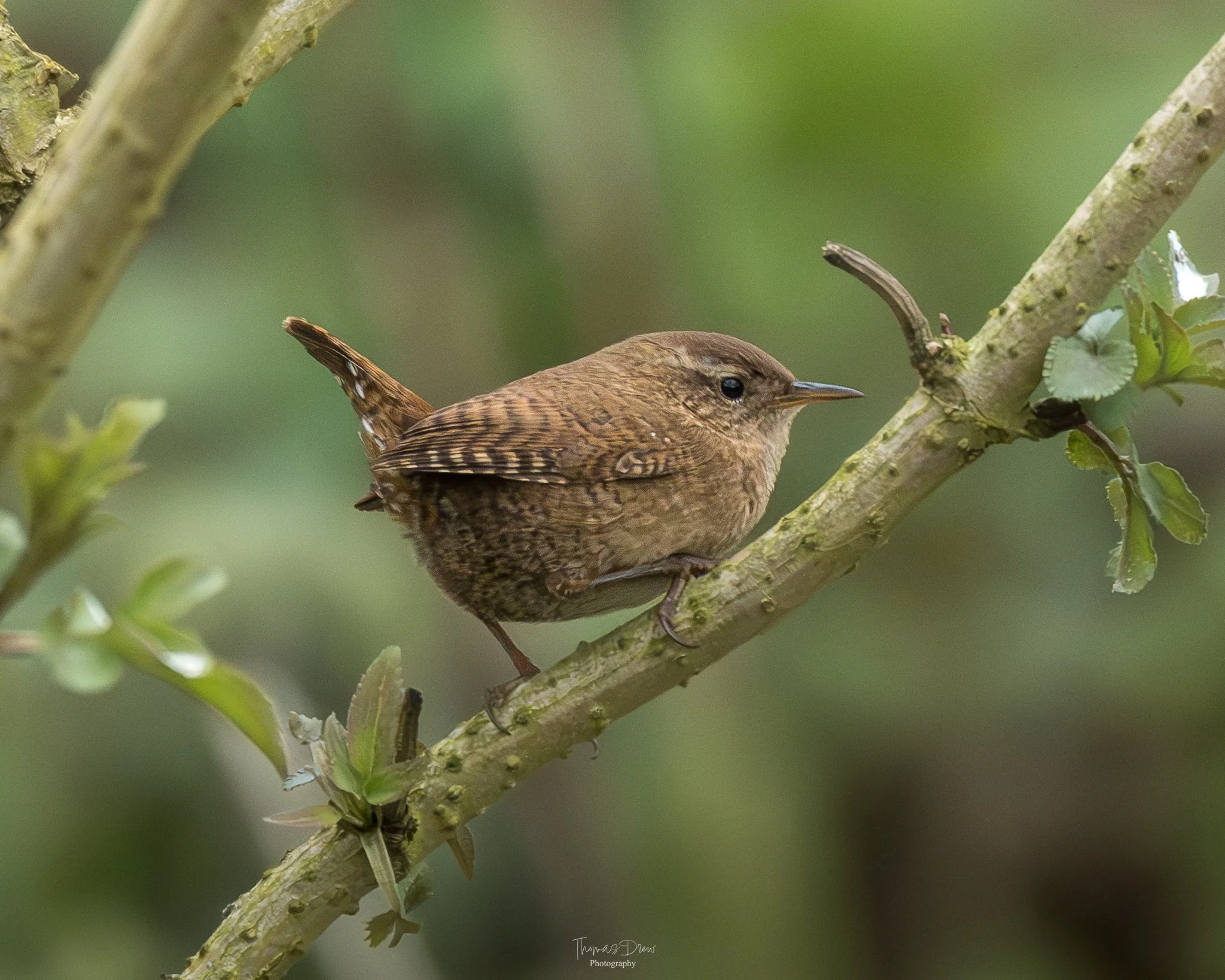 Image of a Wren, a small brown bird perched on a tree branch with green leaves, with a blurred green background.