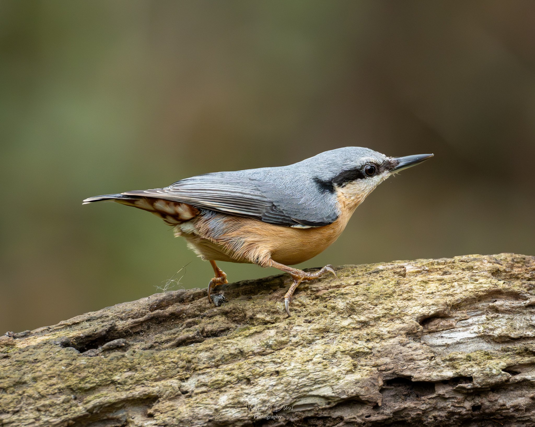 A Nuthatch bird with a grey head, black eye stripe, beige underbelly, perched on a textured tree branch.