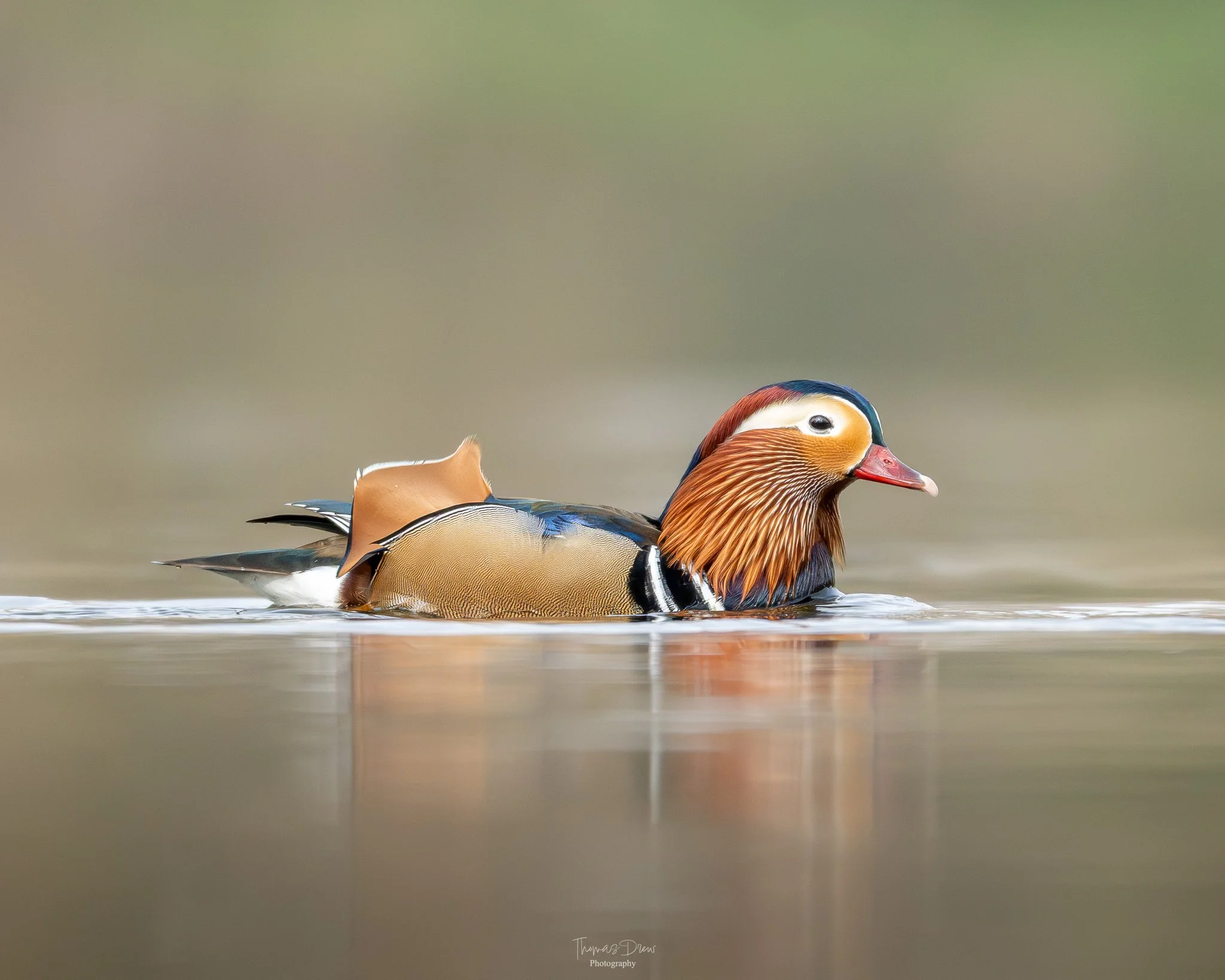Image of a colorful Mandarin duck swimming in calm water with a blurred background.