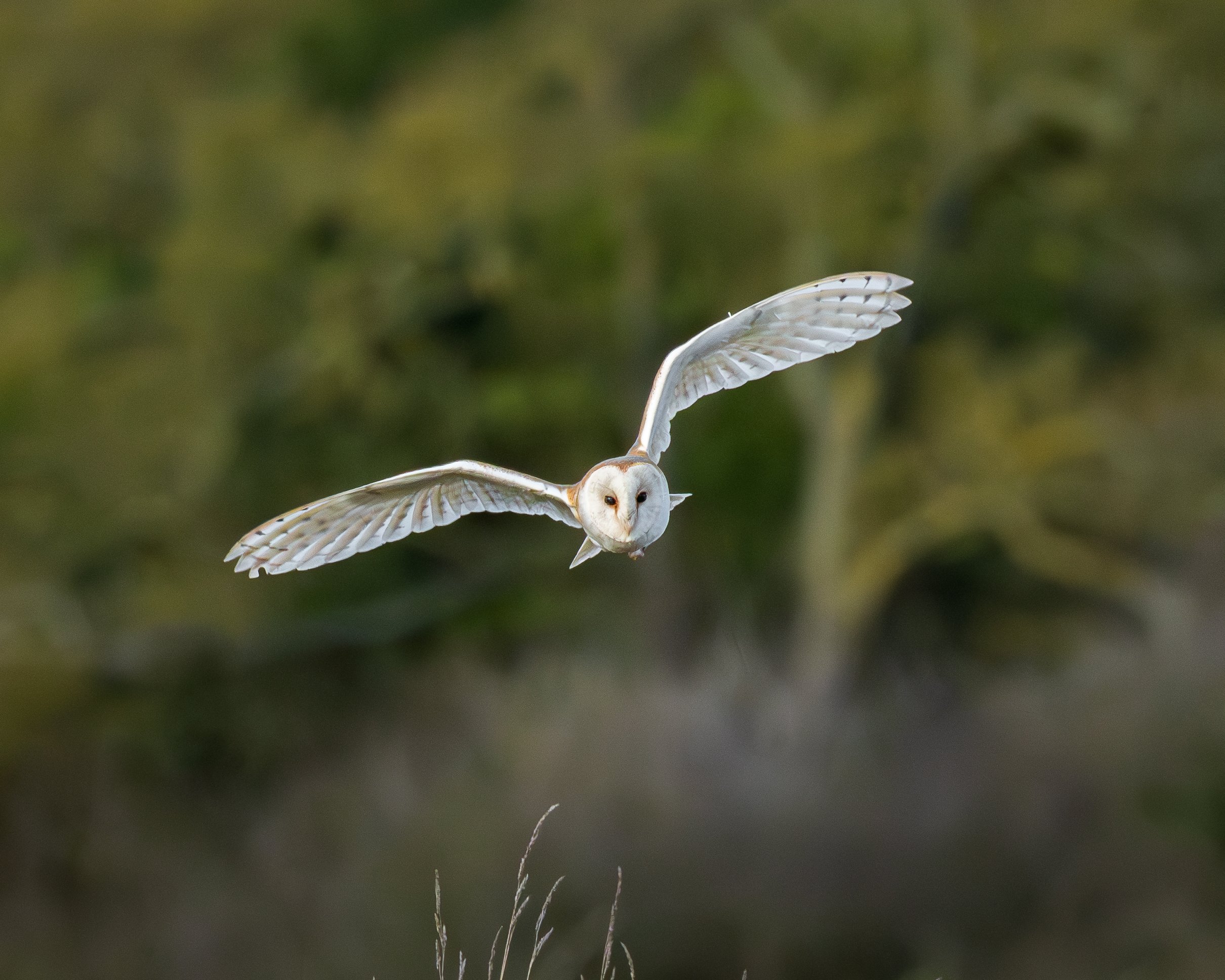 A white barn owl in flight with outstretched wings and face directed towards the camera, against a blurred natural background.
