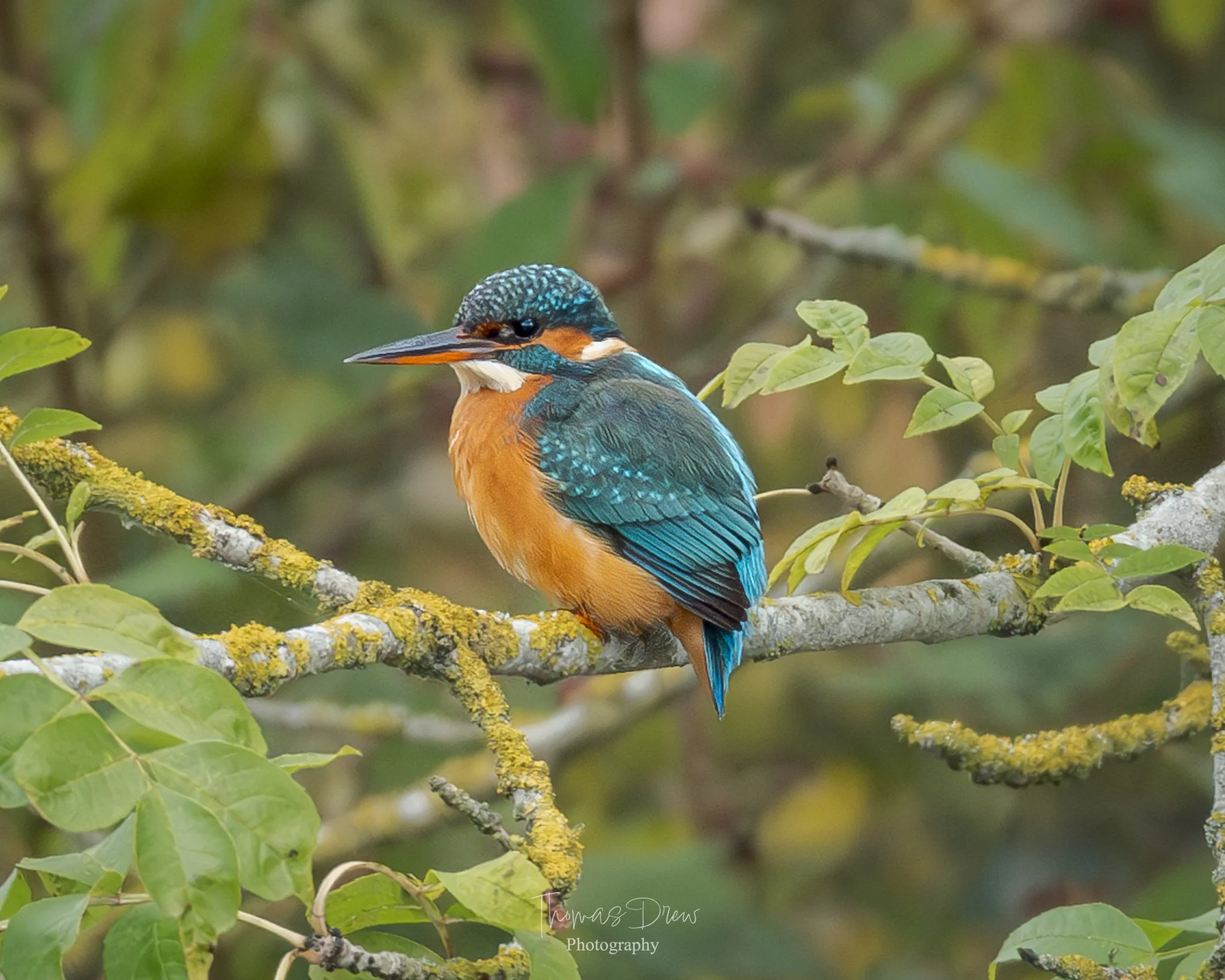 A kingfisher bird with bright blue and orange plumage perched on a moss-covered branch with green leaves in the background.