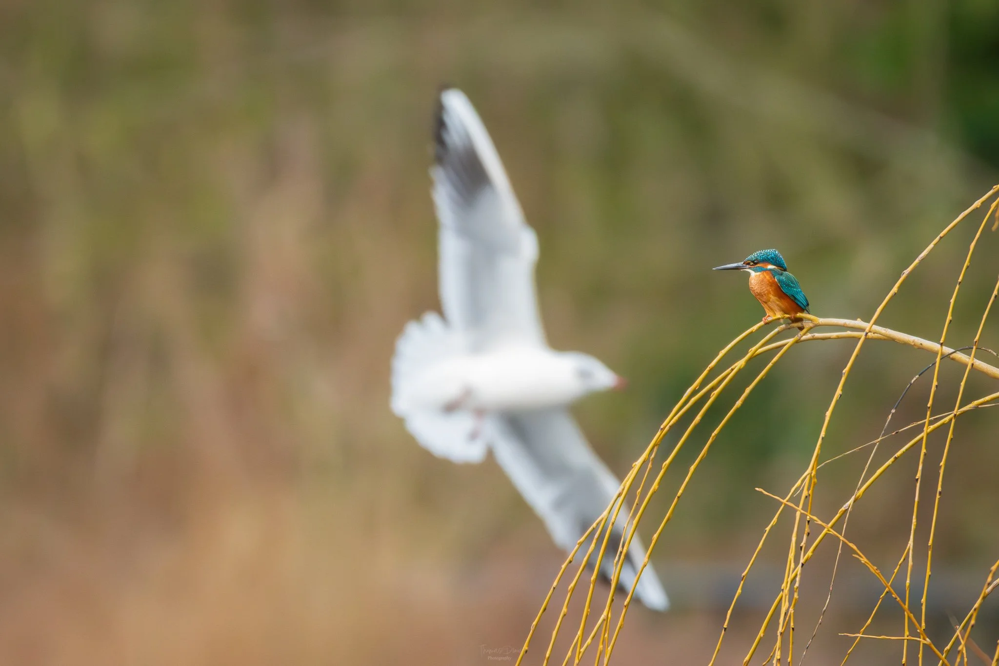 A small kingfisher bird with blue and orange feathers perched on a branch, with a large white bird flying blurred in the background.