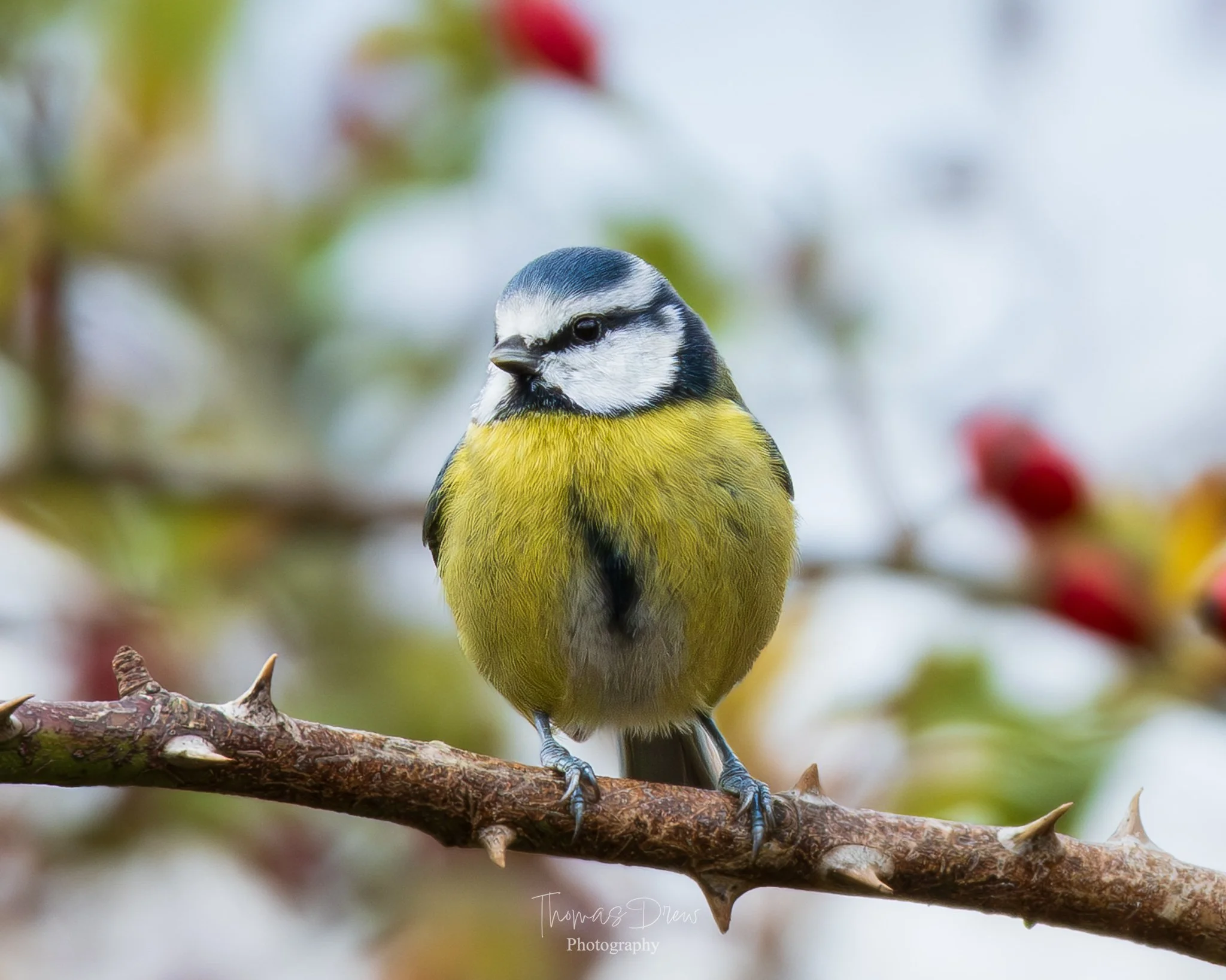 A small blue tit bird with yellow, white, and black feathers perched on a thorny branch with a blurred background of foliage and red berries.