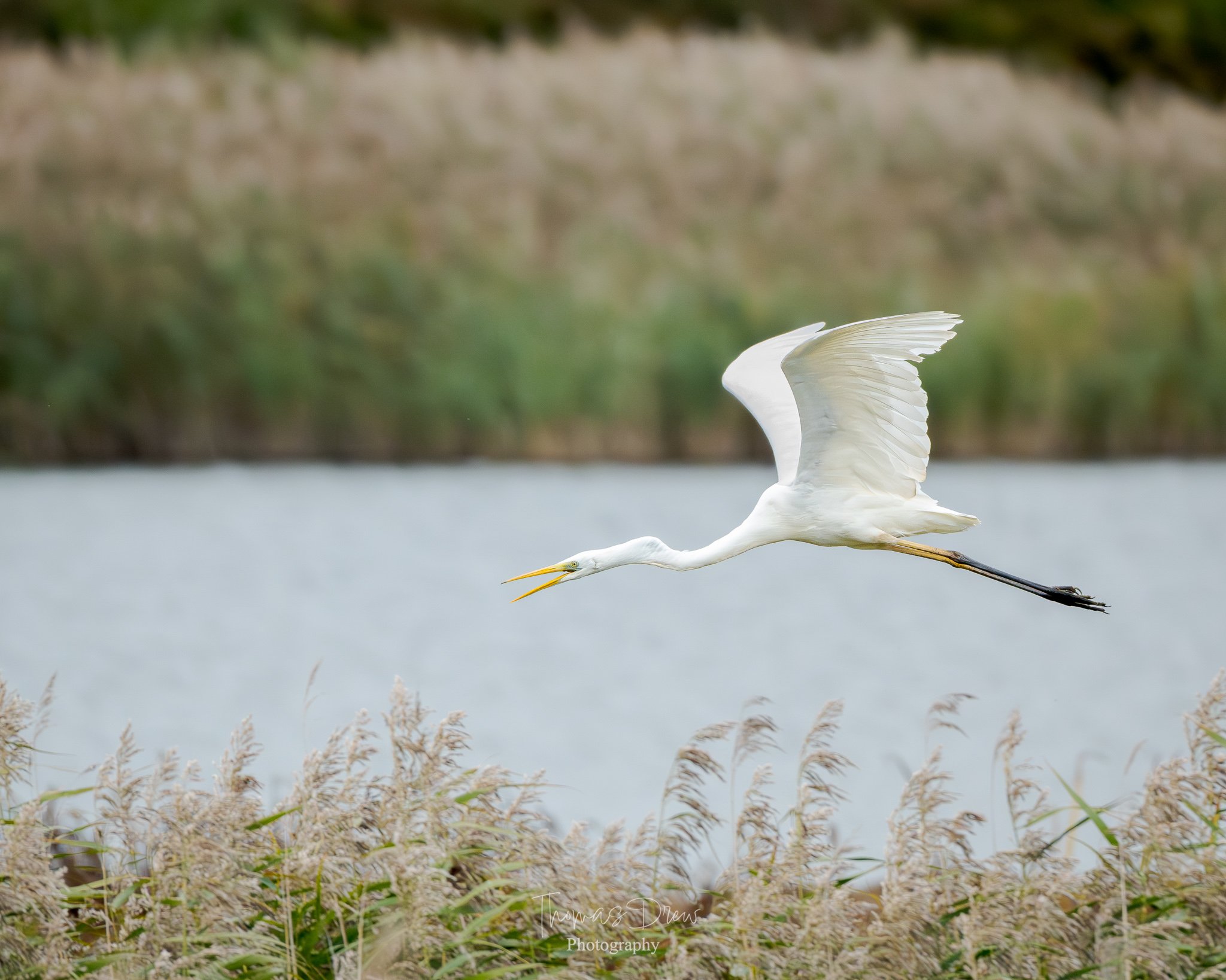 A white bird, a great white egret, flying low over marshy grass and water with a blurred green and brown background.