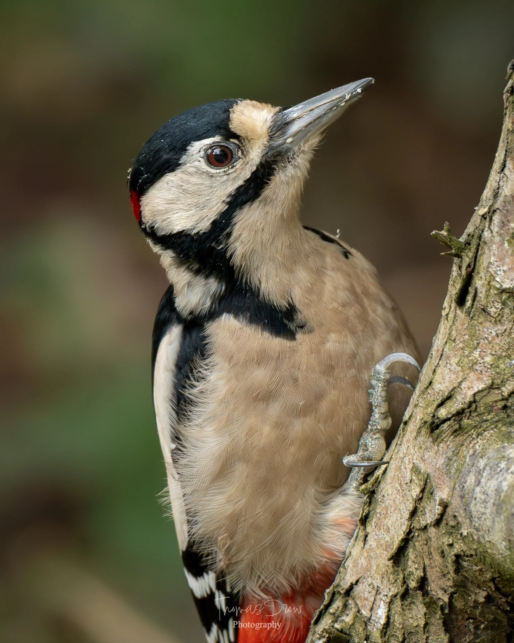 A Great Spotted Woodpecker bird perched on a tree trunk.