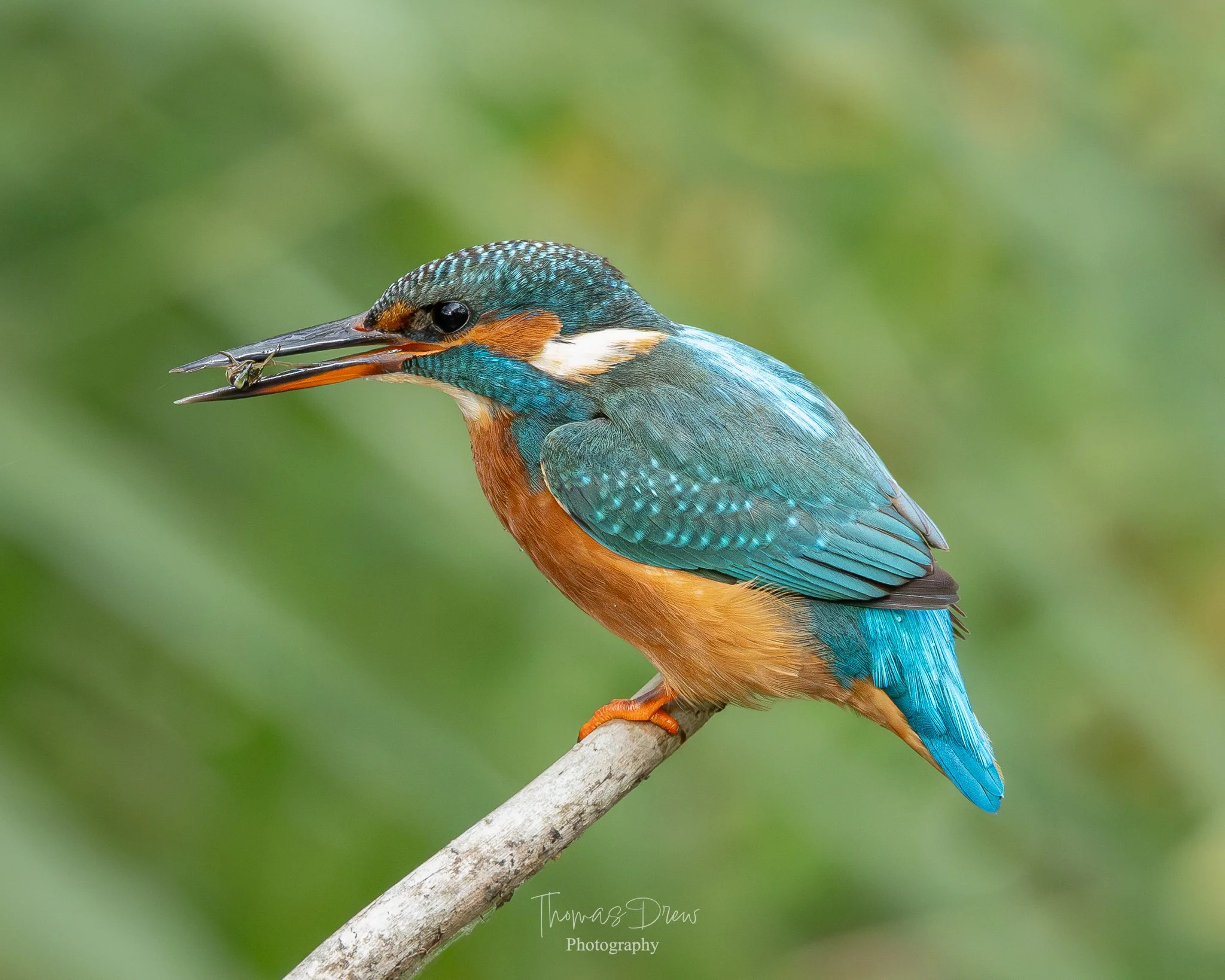 A colorful kingfisher bird perched on a branch with a small fish in its beak.
