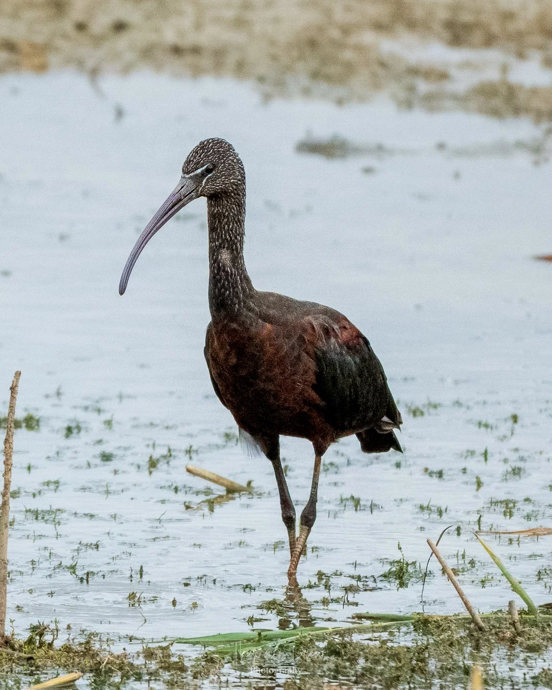 A Glossy Ibis, a large bird with a long, curved beak and a dark coloured body standing in shallow water with scattered vegetation.