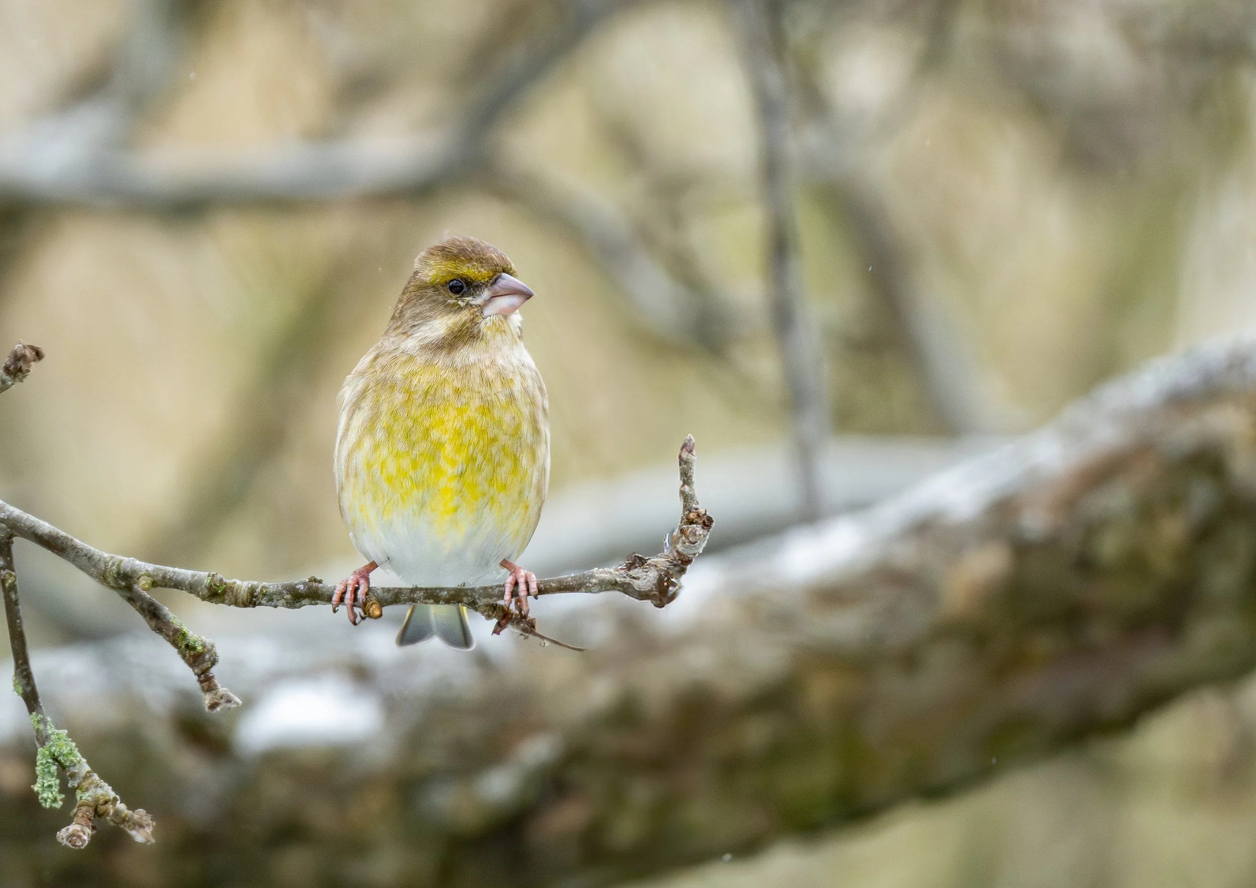 Greenfinch on a branch Wildlife Photography Print