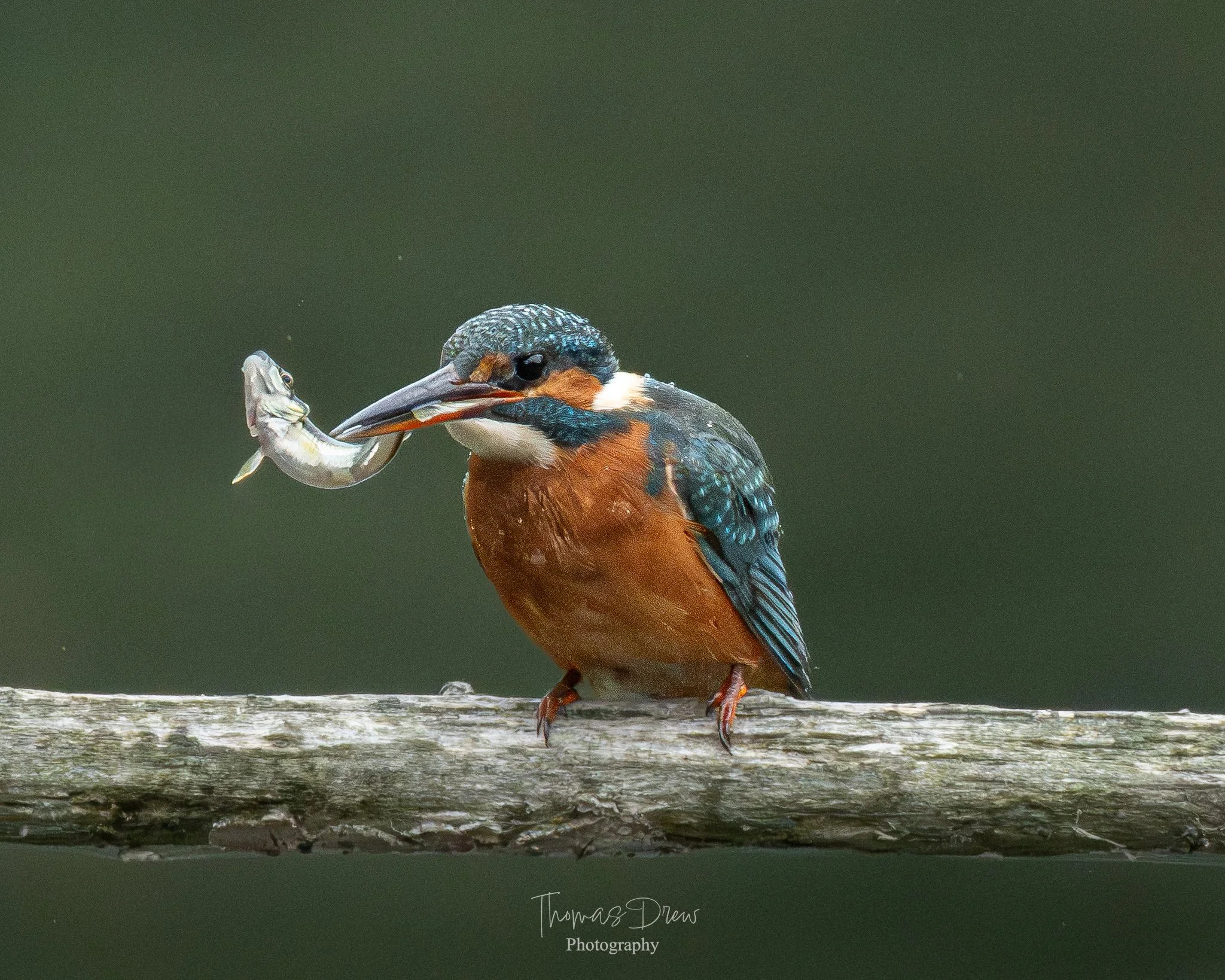 Kingfisher bird perched on a branch holding a fish in its beak with a blurred green background.