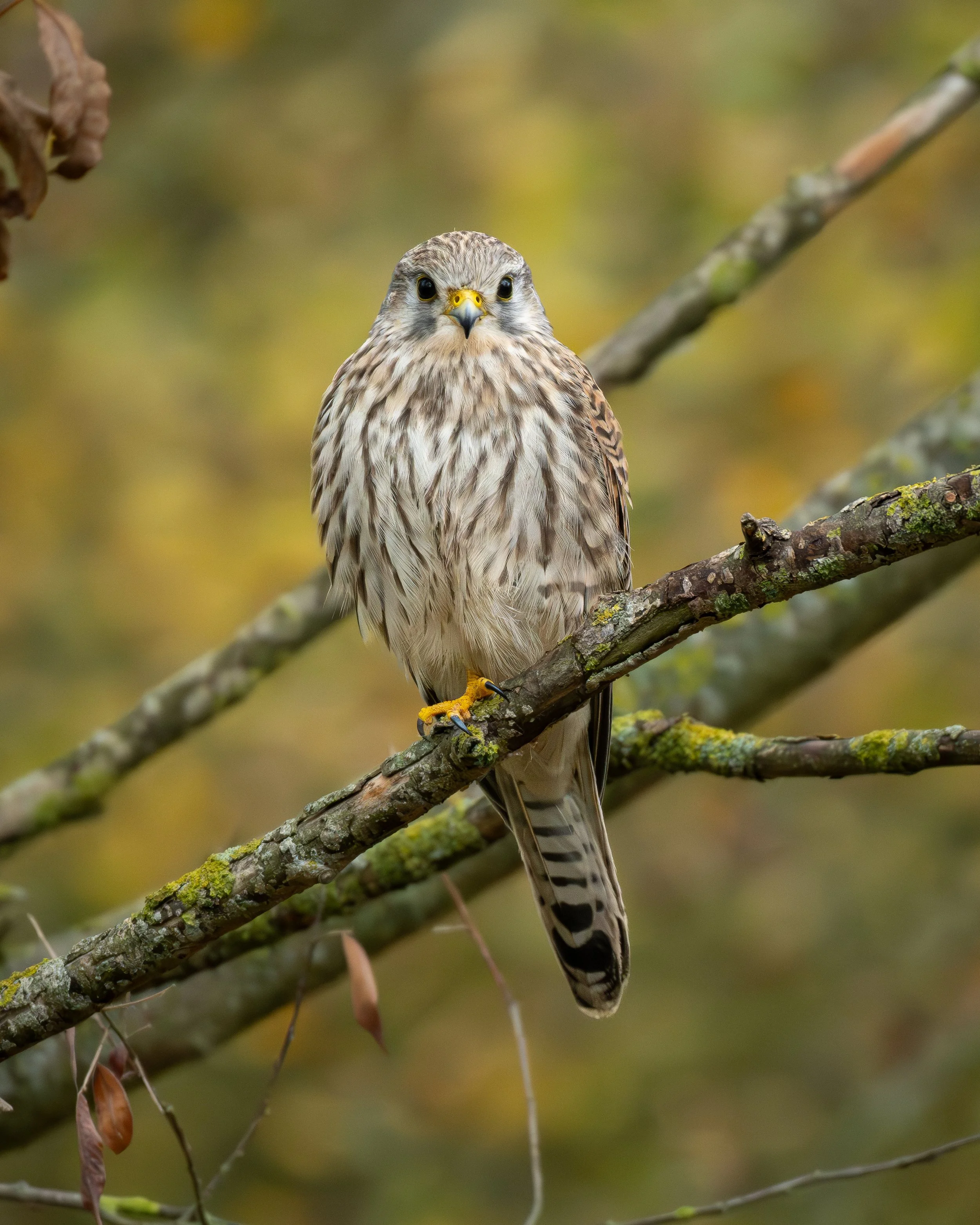 A bird of prey, a Kestrel, perched on a moss-covered tree branch with a blurred background of fall foliage.