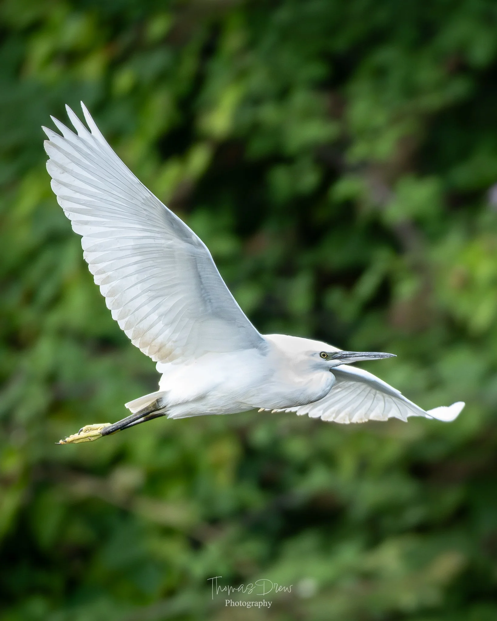 Image of a Little Egret flying with its wings spread wide against a blurred green background.