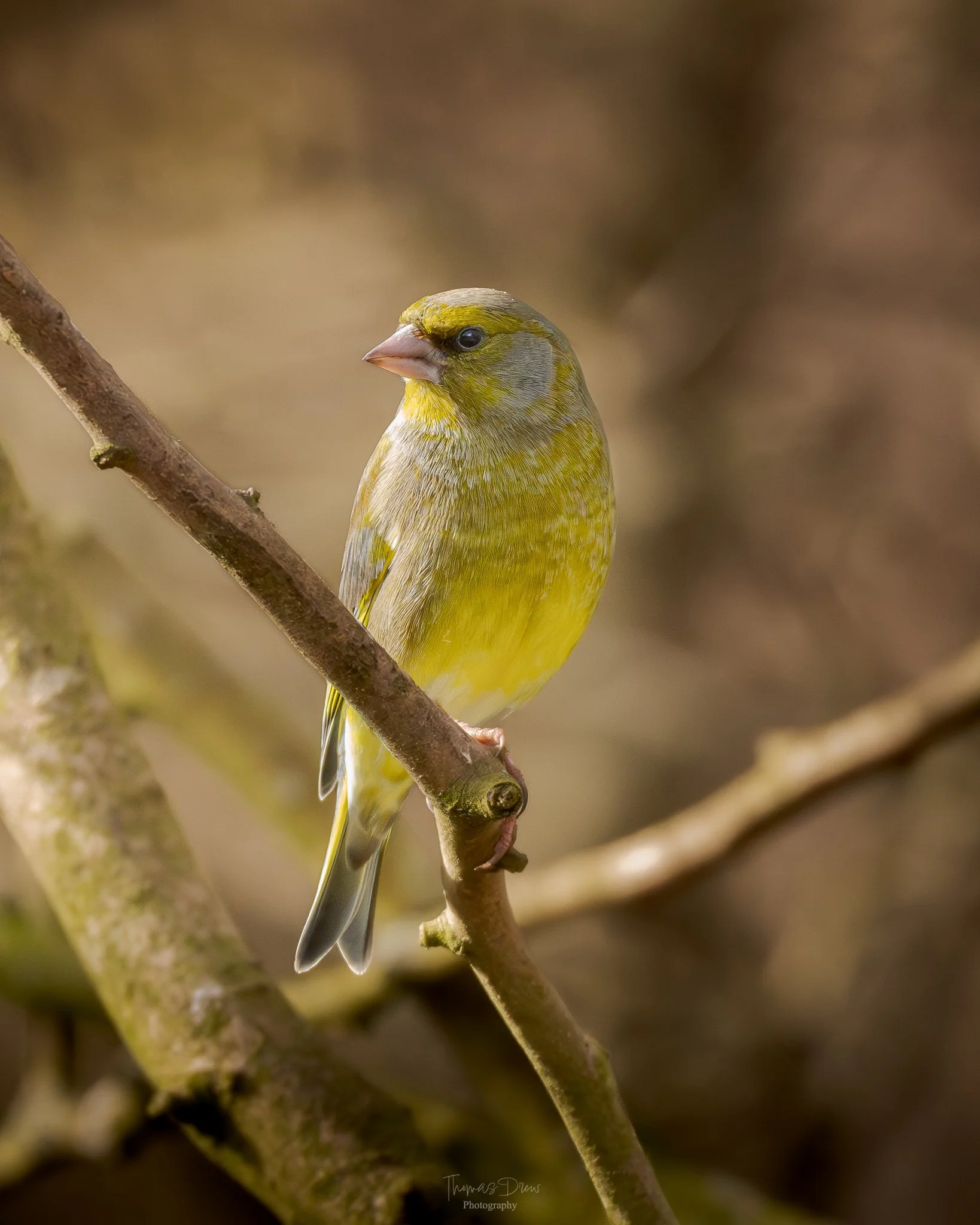Image of a Greenfinch, a small yellow-green bird perched on a thin brown branch.