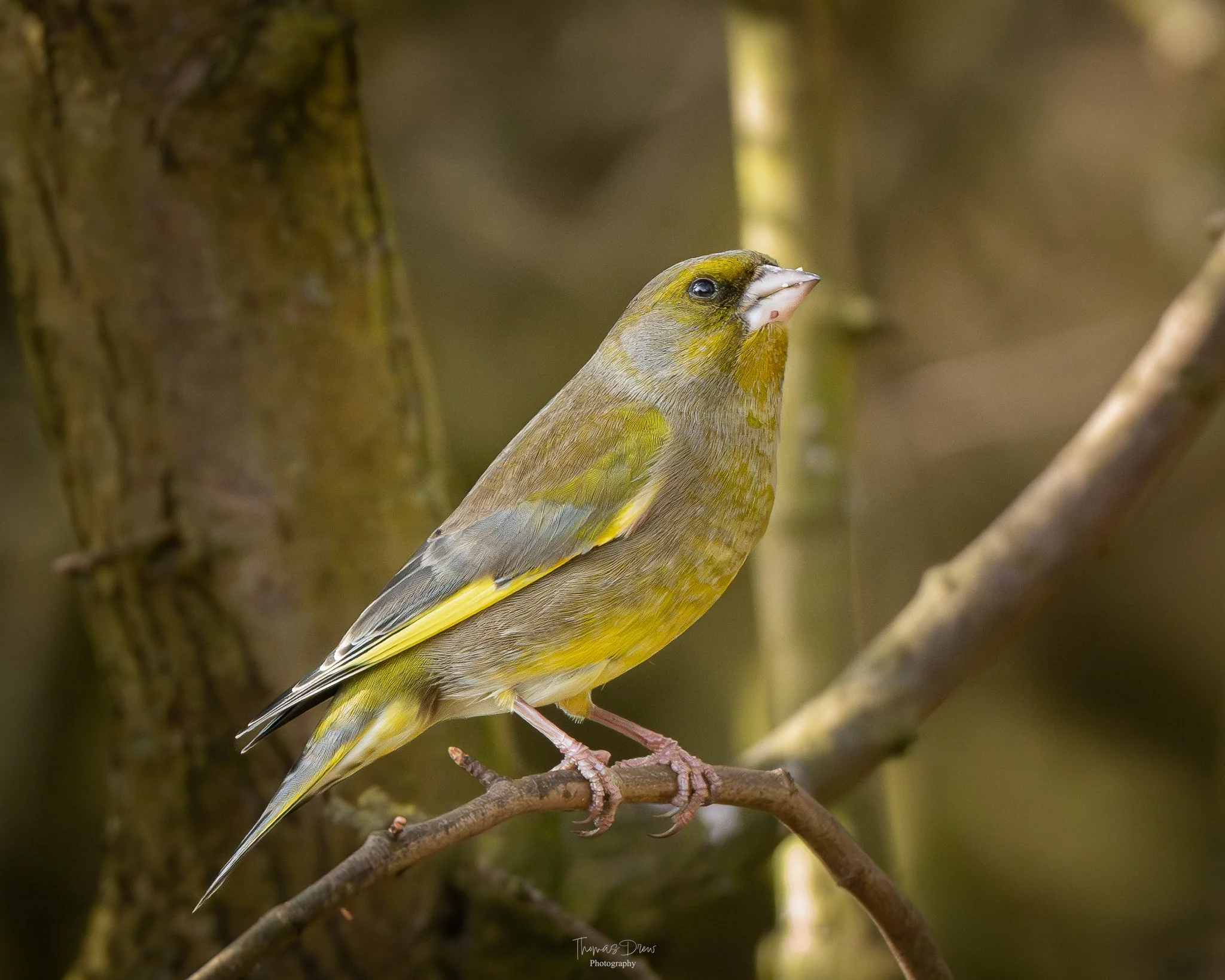 Image of a Greenfinch, a small yellow and green bird perched on a thin branch in a forest setting.