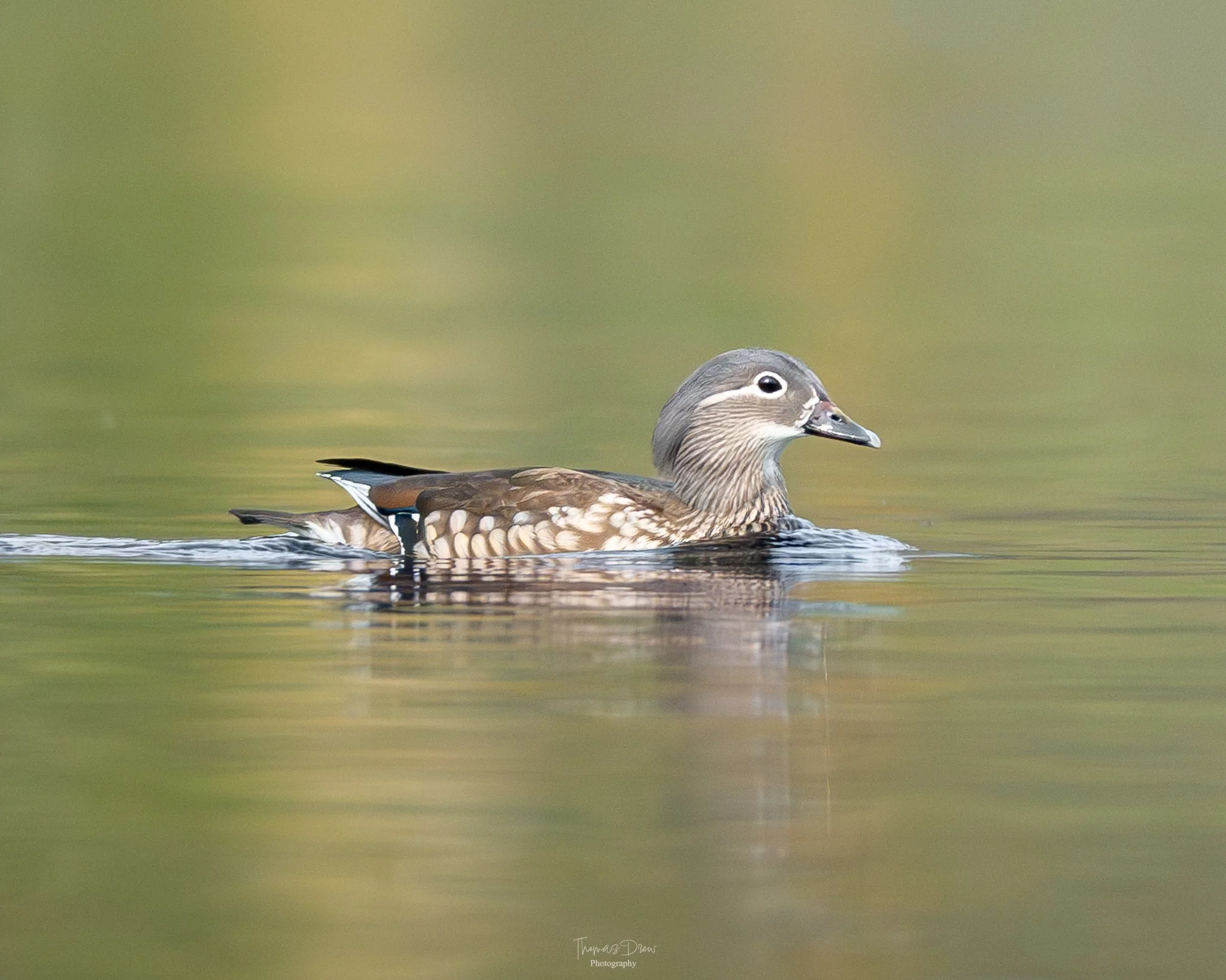 Image of a Female Mandarin Duck swimming in calm water with a blurred green and yellow background.