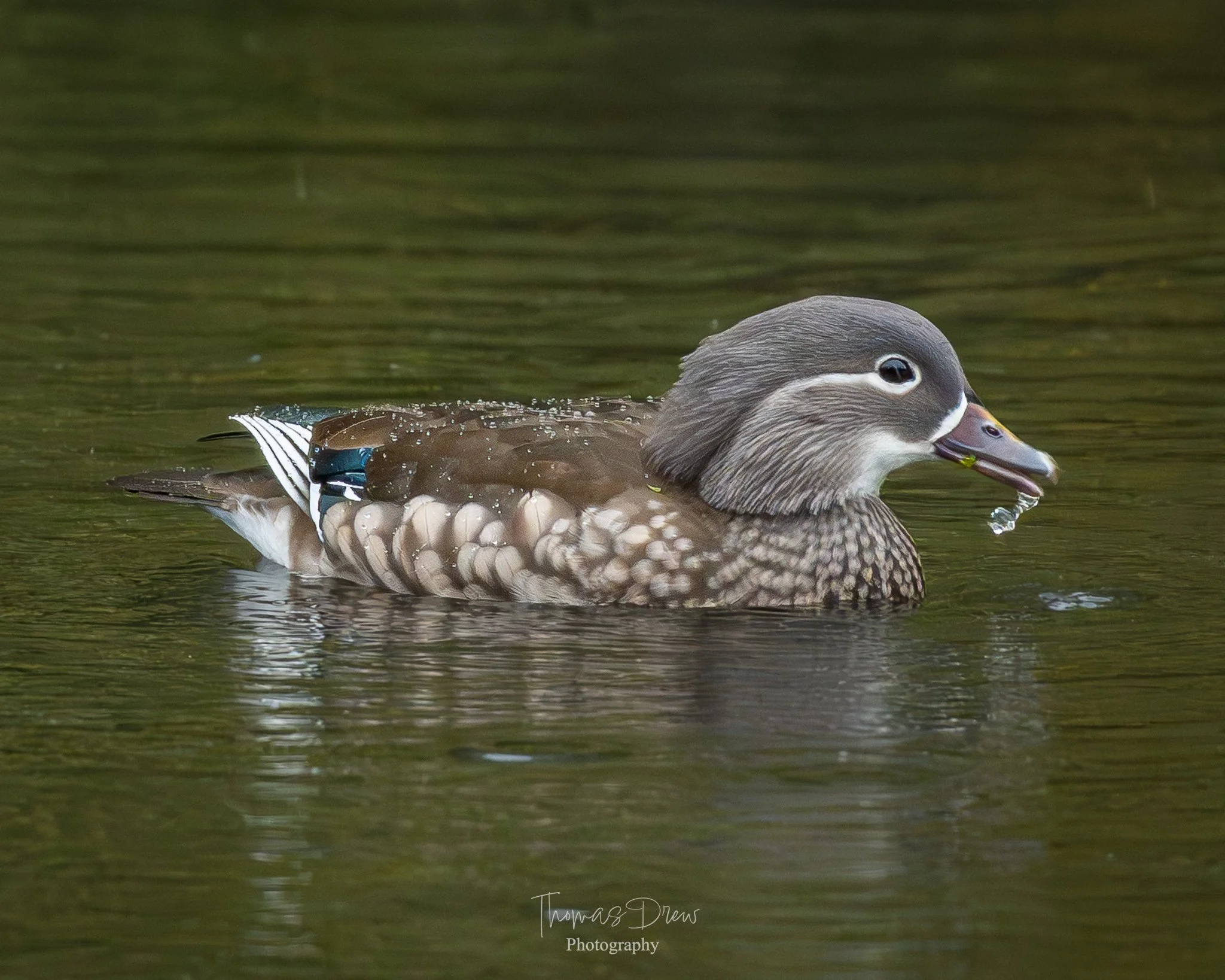 A close-up of a female mandarin duck swimming in water, with water droplets on its beak and surrounding ripples.