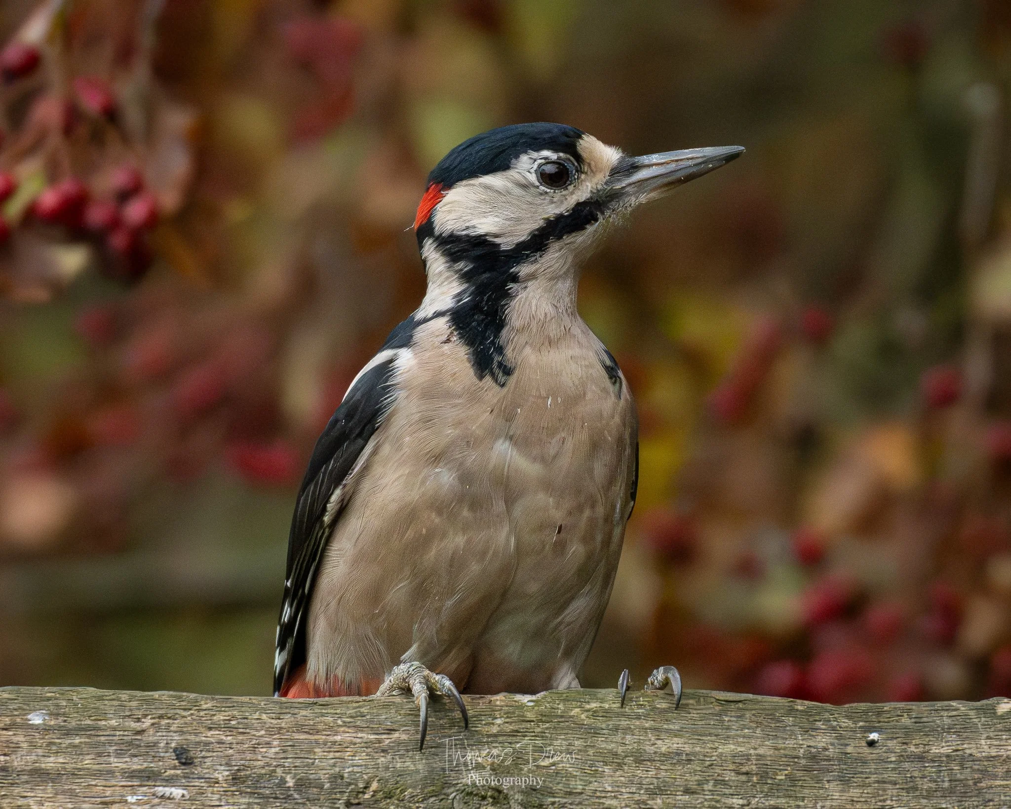 A Great Spotted Woodpecker with black, white, and red feathers perches on a weathered wooden log with a blurred autumnal background.
