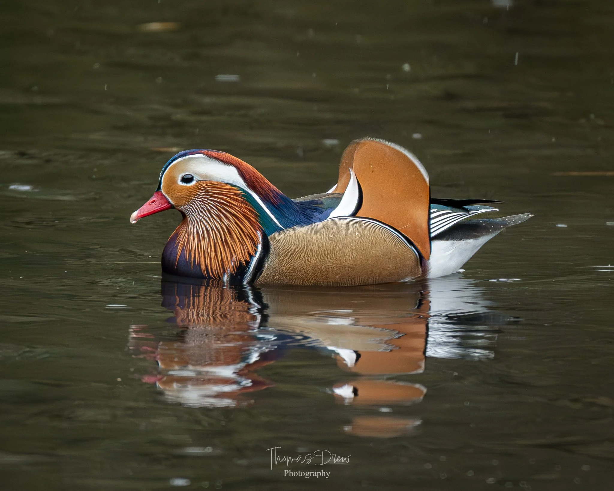 A colorful male Mandarin duck swimming on calm water with reflections, showing vibrant orange, blue, white, and black feathers.