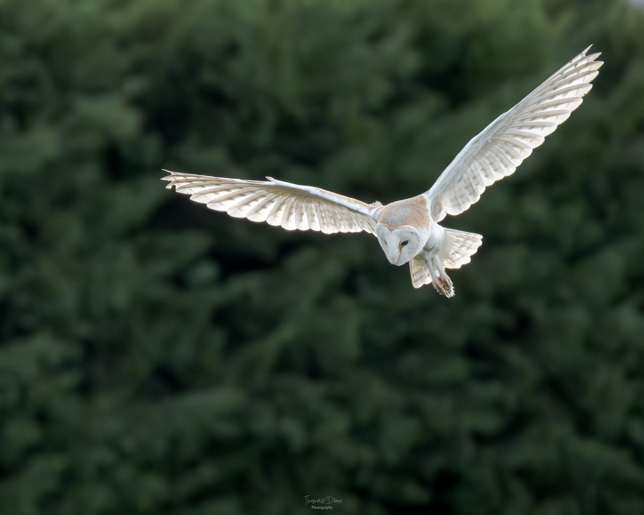 Image of a White Barn Owl flying with its wings fully spread against a dark green, out-of-focus foliage background.