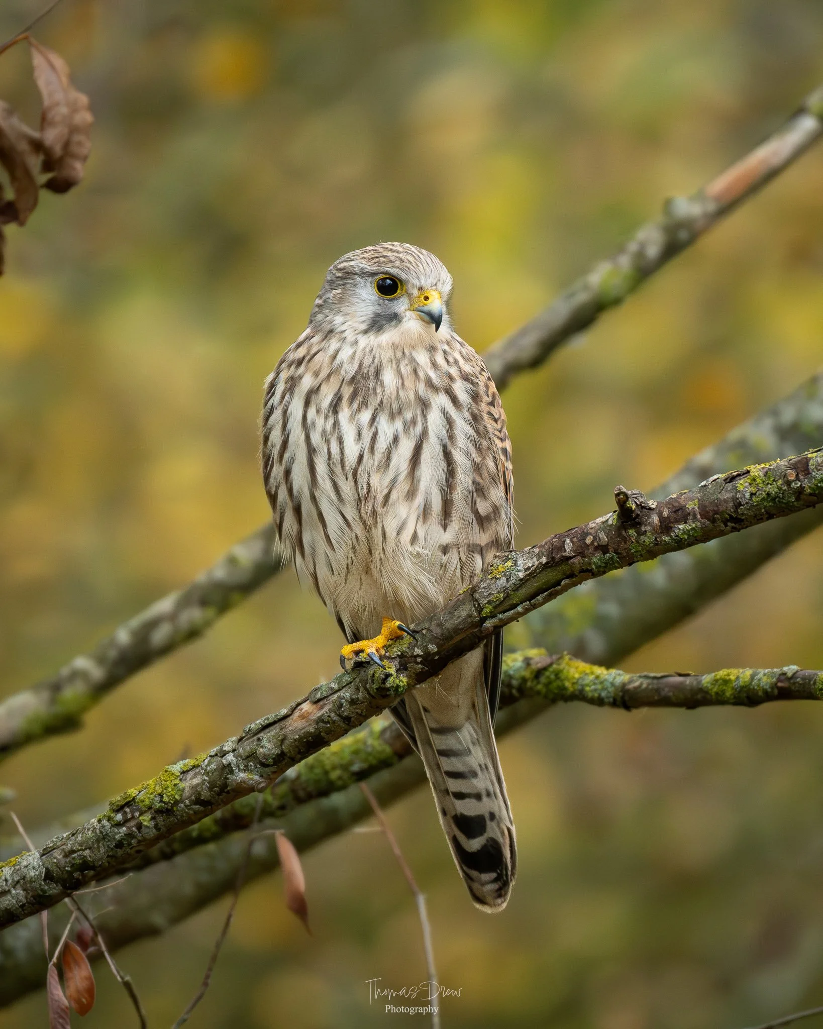 A bird of prey, a kestrel, perched on a moss-covered branch with a blurred autumnal forest background.