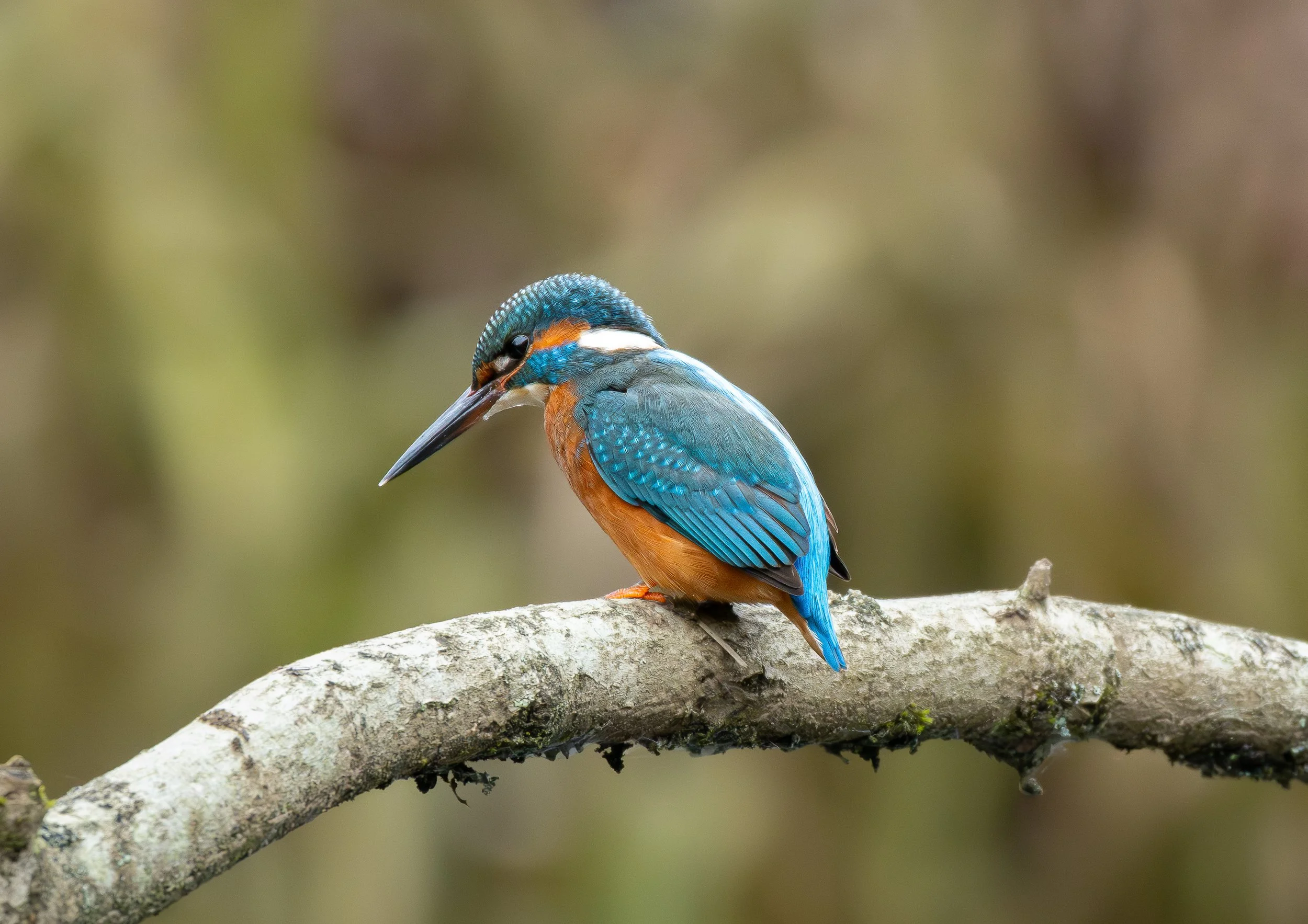 Kingfisher Perched on a Branch Print
