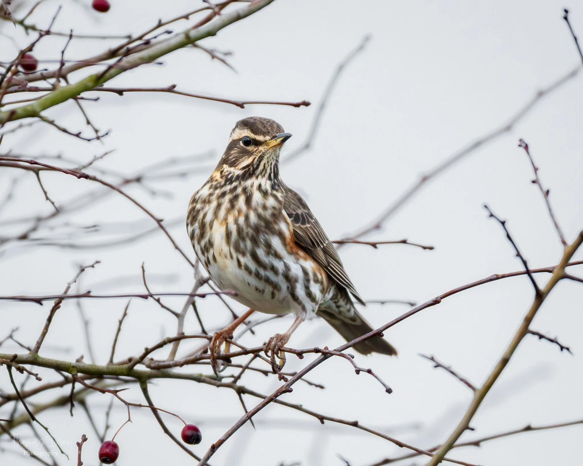 A Redwing, a brown and white bird perched on a leafless branch with red berries, against a cloudy sky.