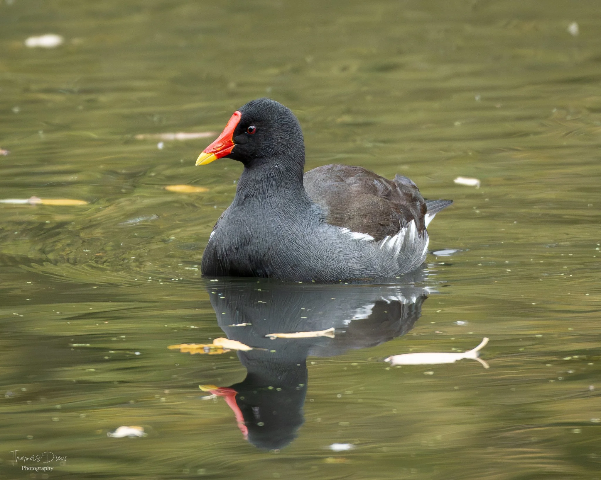 A waterbird, a Moorhen, swimming in a body of water with a black body, red frontal shield, and white mouth. Its reflection is visible in the water.