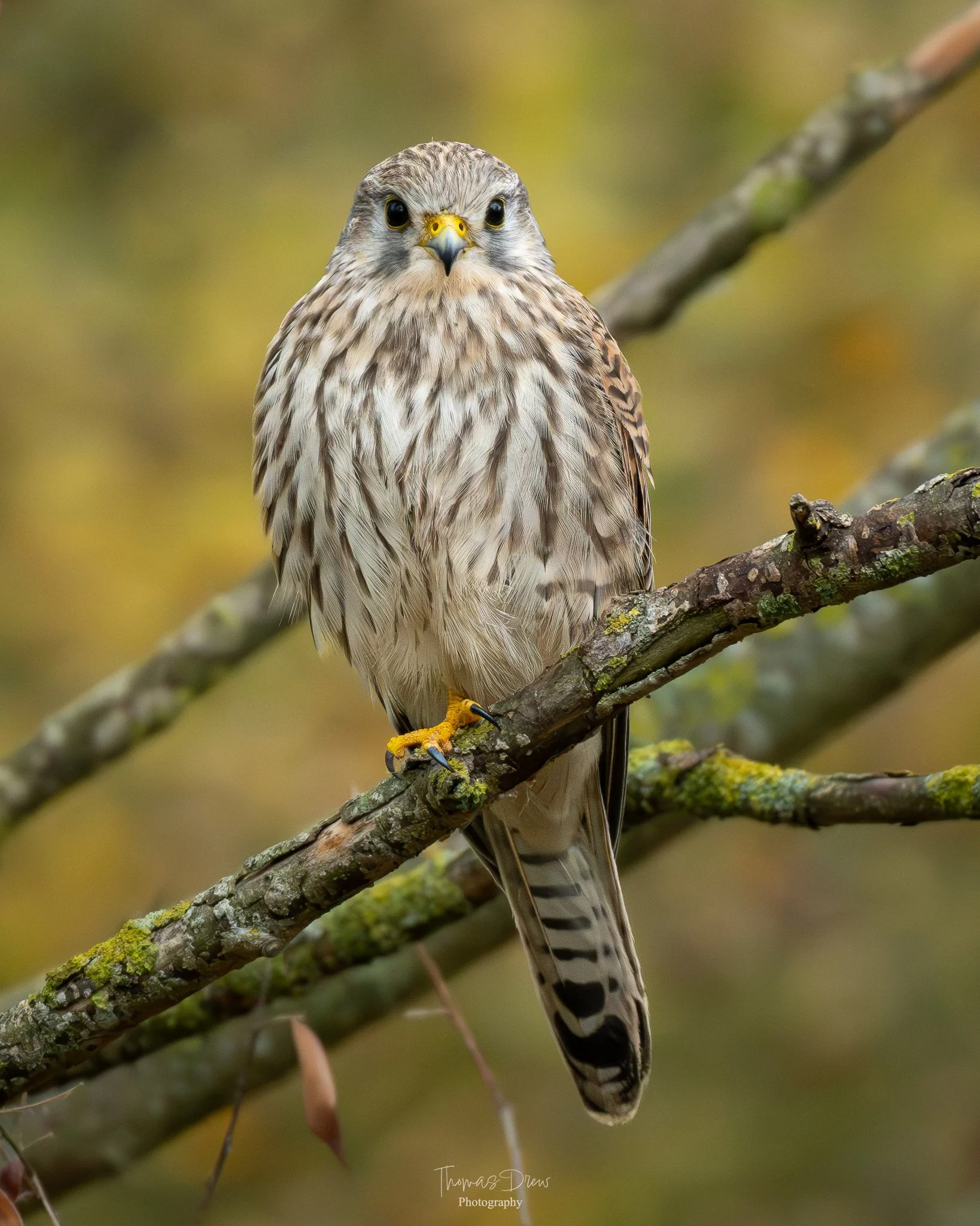 A bird of prey, a Kestrel, perched on a tree branch with a blurred green and yellow background.
