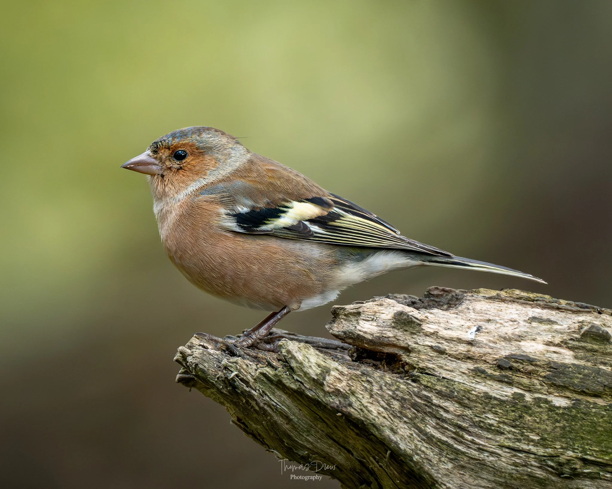 Image of a Chaffinch, a small brown bird with black and white wing markings perched on a weathered tree branch.